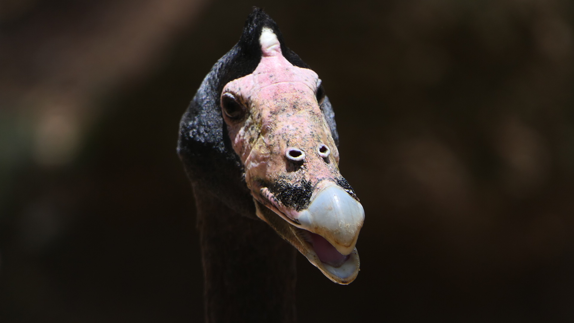 Billabong Sanctuary - Magpie Goose, wild