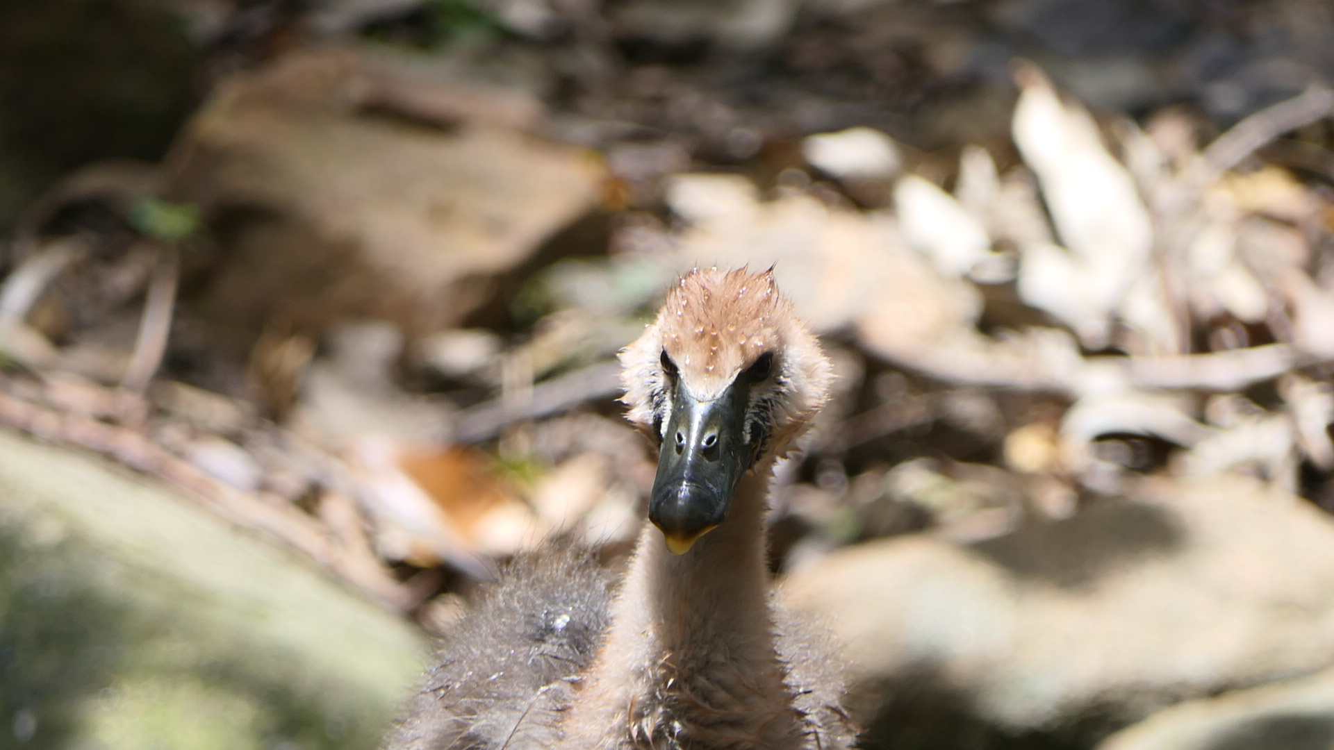 Billabong Sanctuary - Magpie Gosling, wild