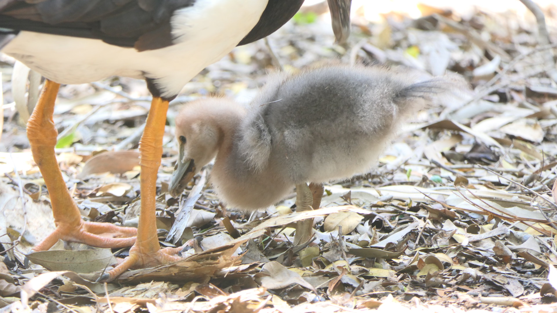 Billabong Sanctuary - Magpie Gosling, wild
