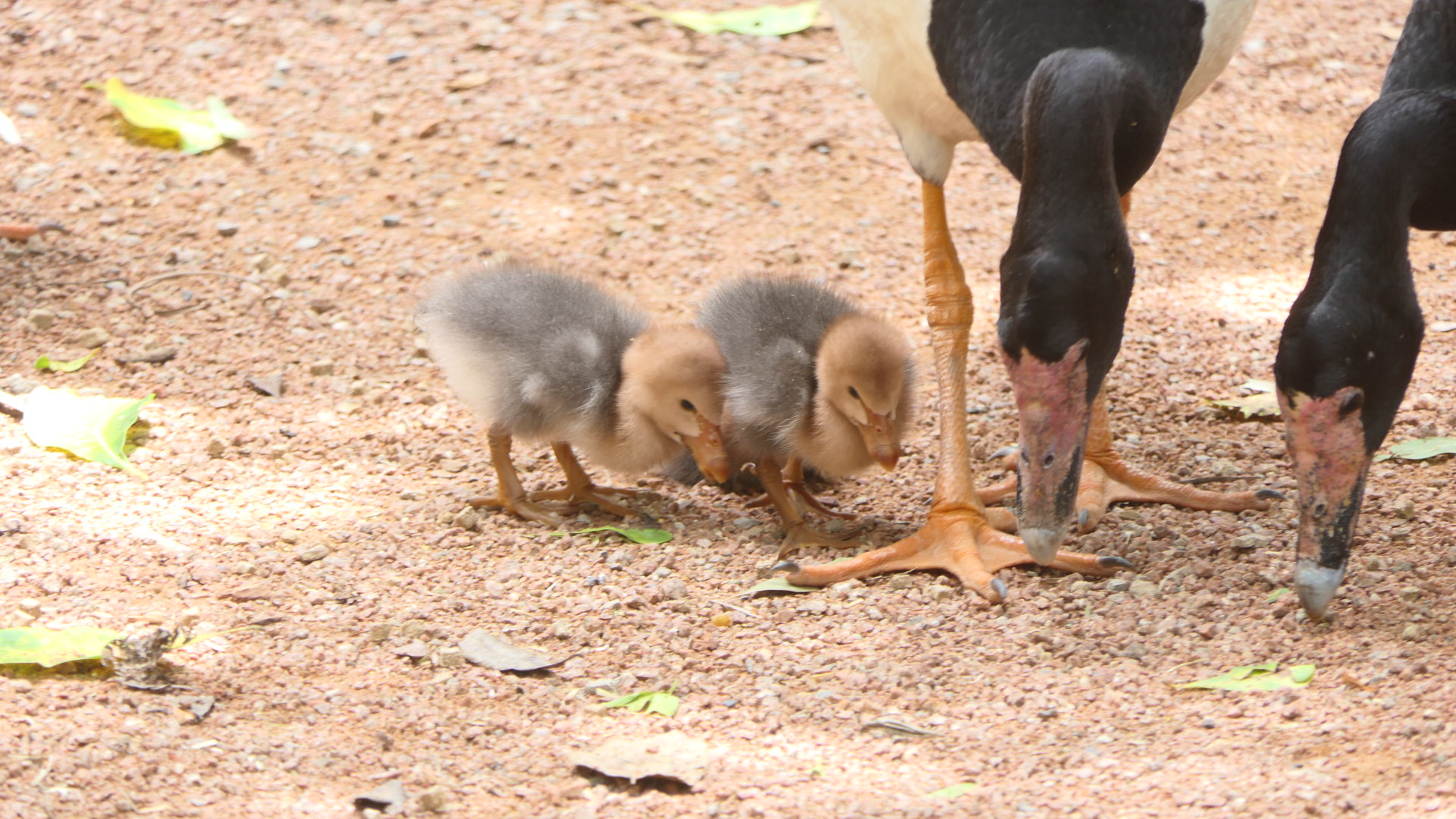 Billabong Sanctuary - Magpie Goslings, wild