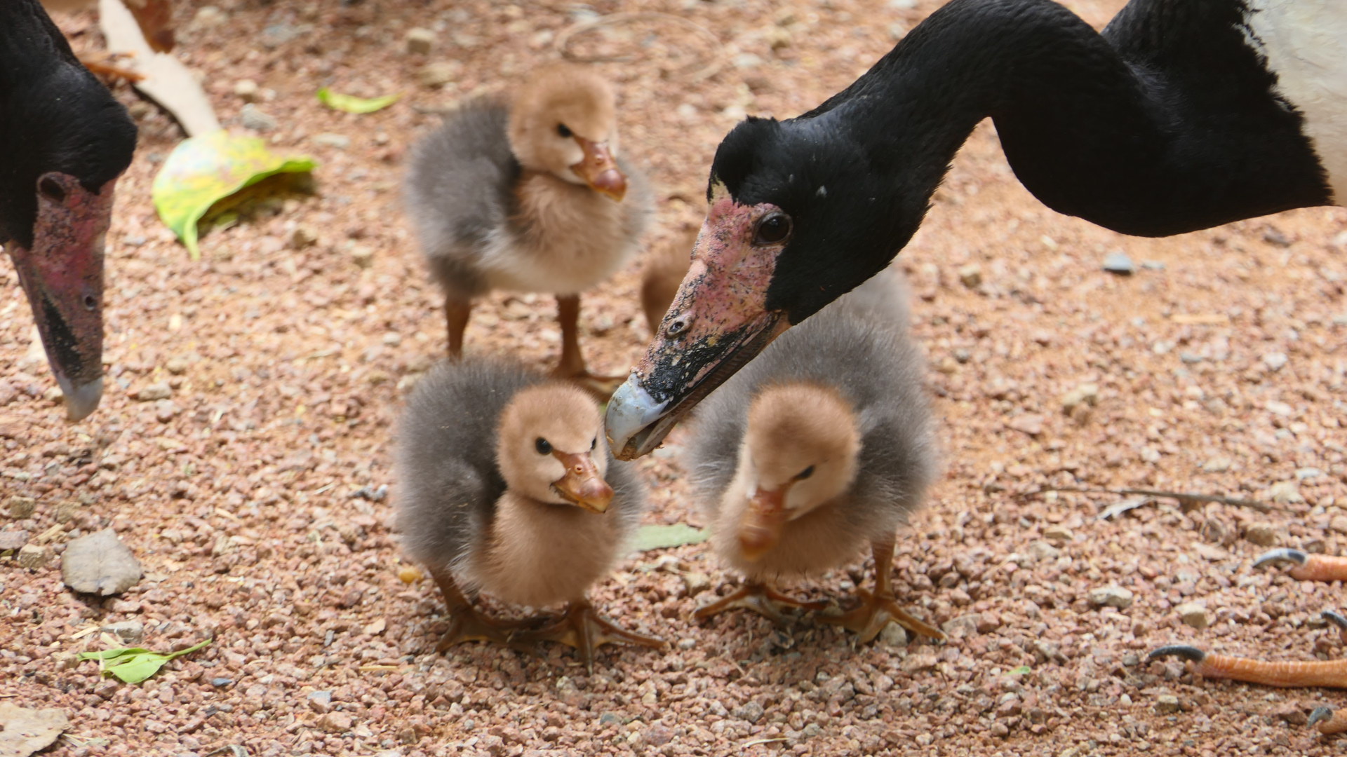 Billabong Sanctuary - Magpie Goslings, wild