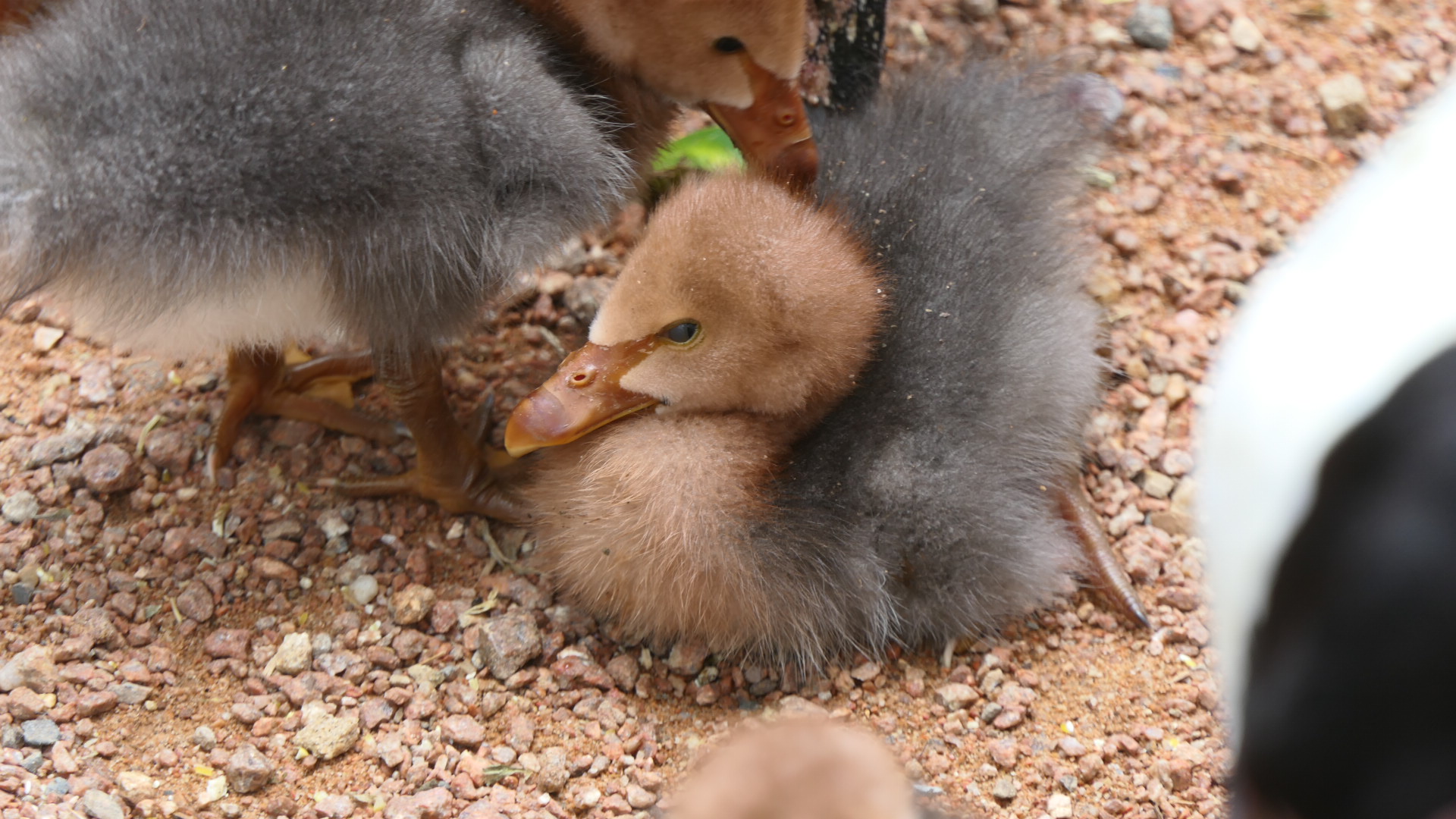 Billabong Sanctuary - Magpie Goslings, wild
