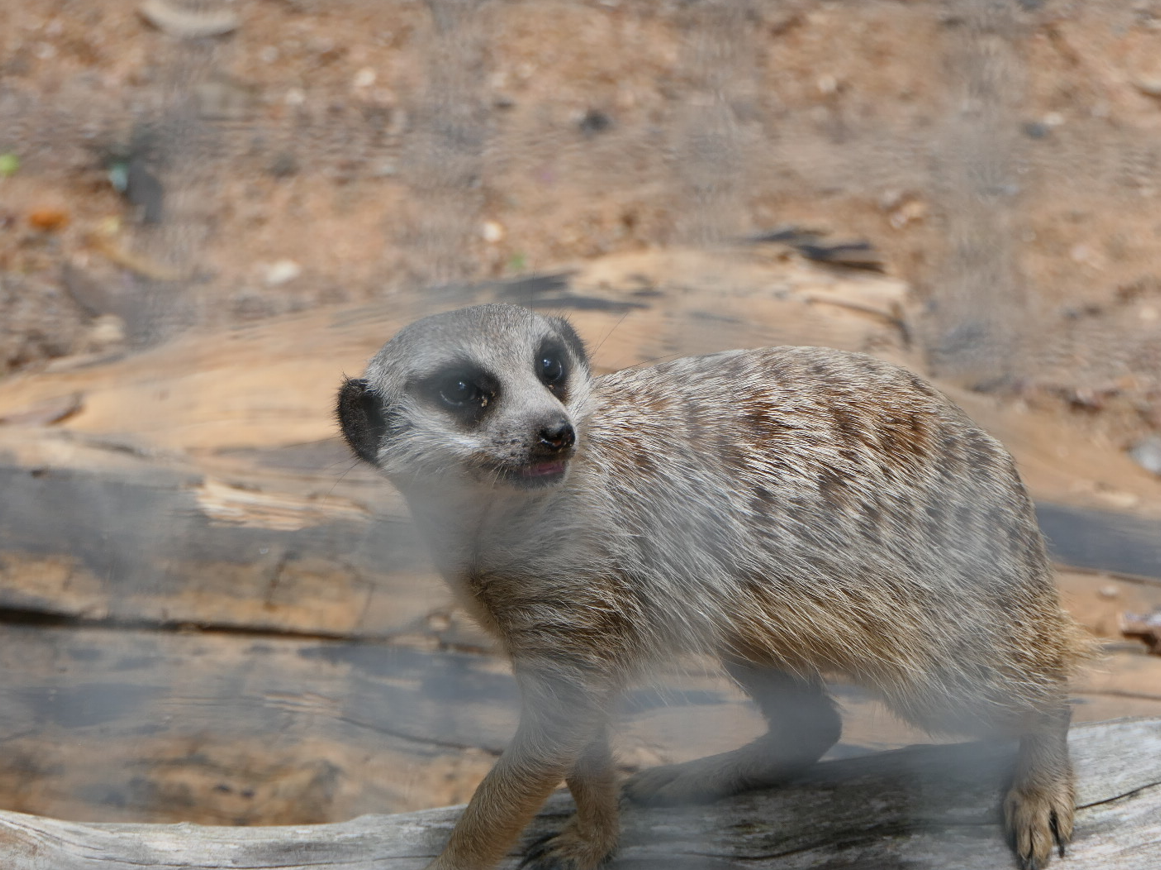 Billabong Sanctuary - Meerkat