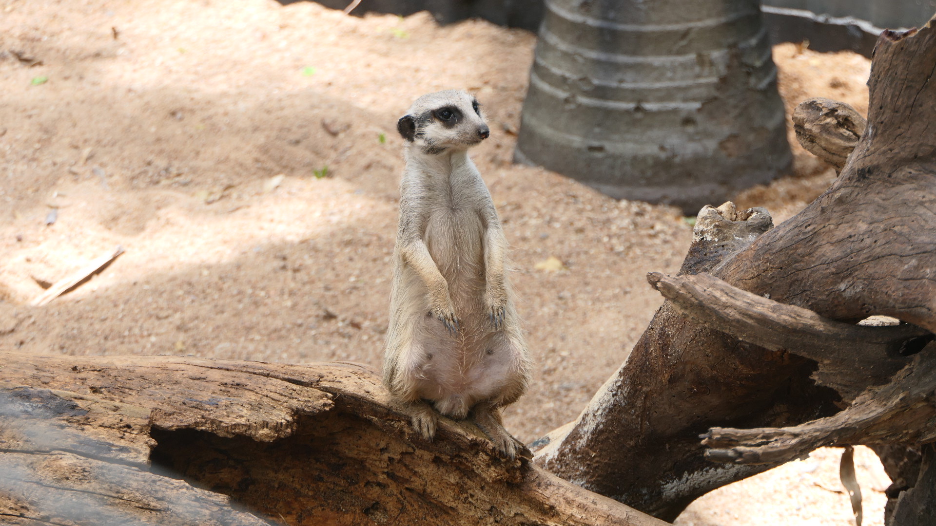 Billabong Sanctuary - Meerkat