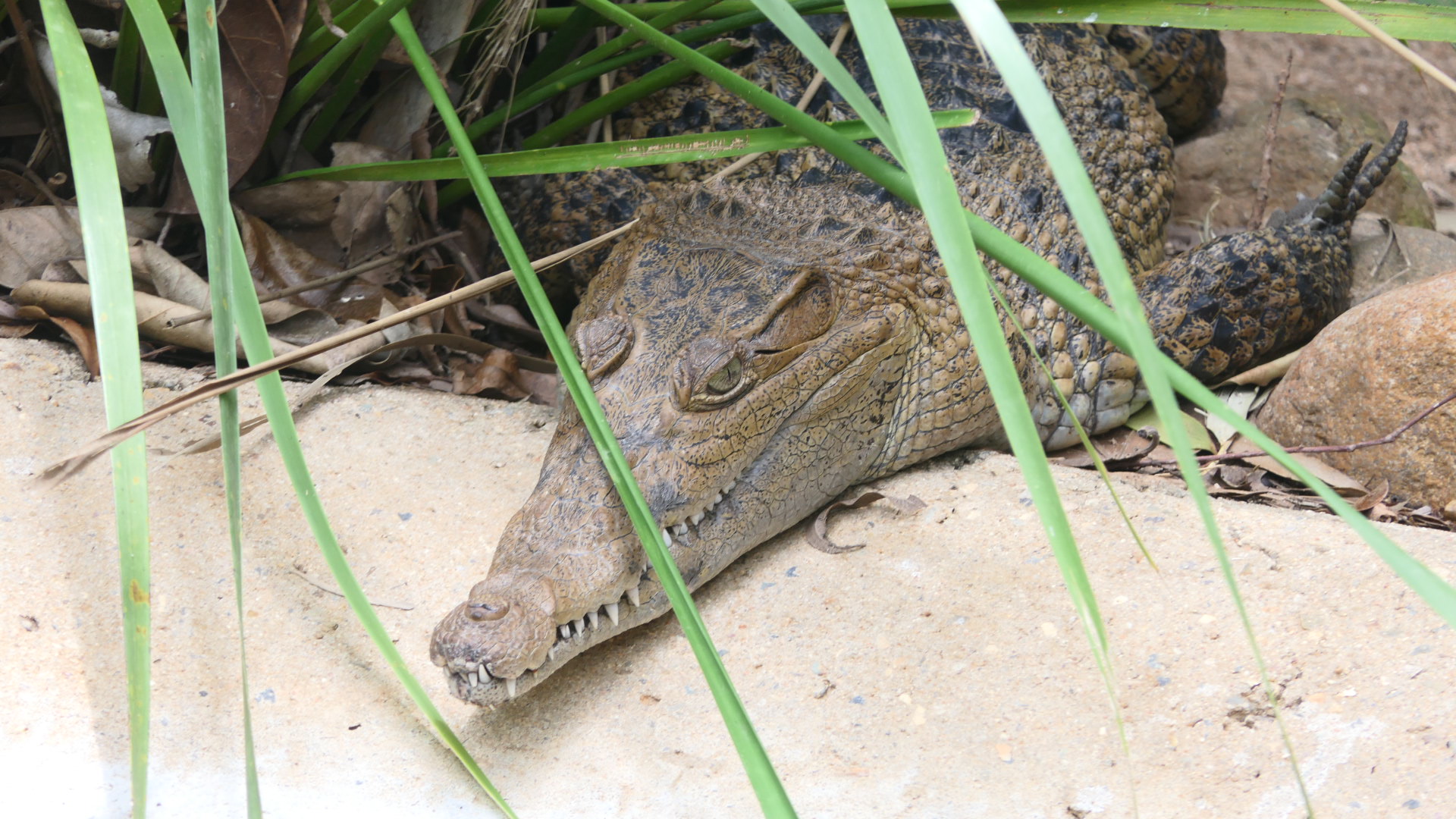 Billabong Sanctuary - New Guinea Crocodile