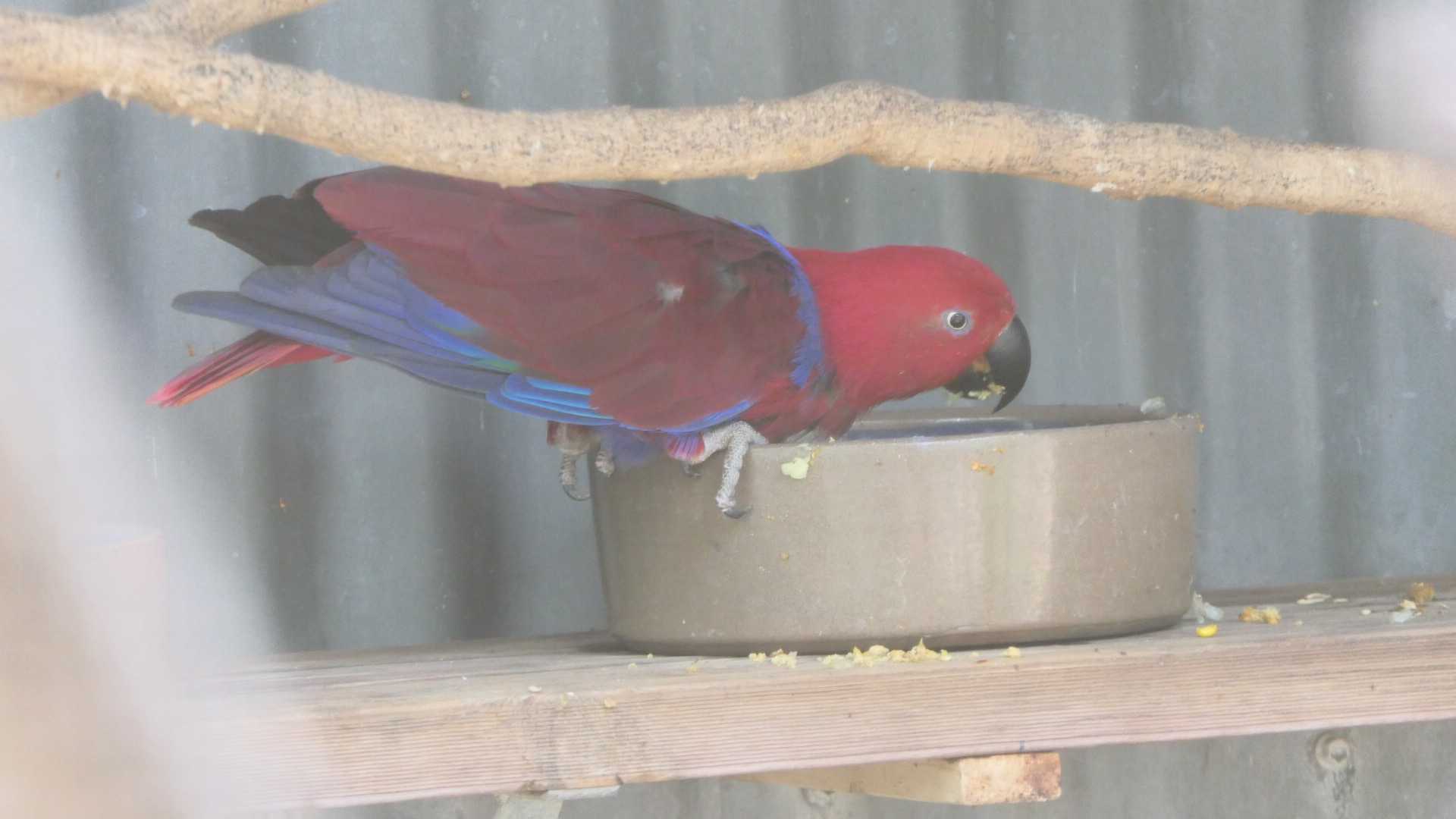 Billabong Sanctuary - Papuan Eclectus