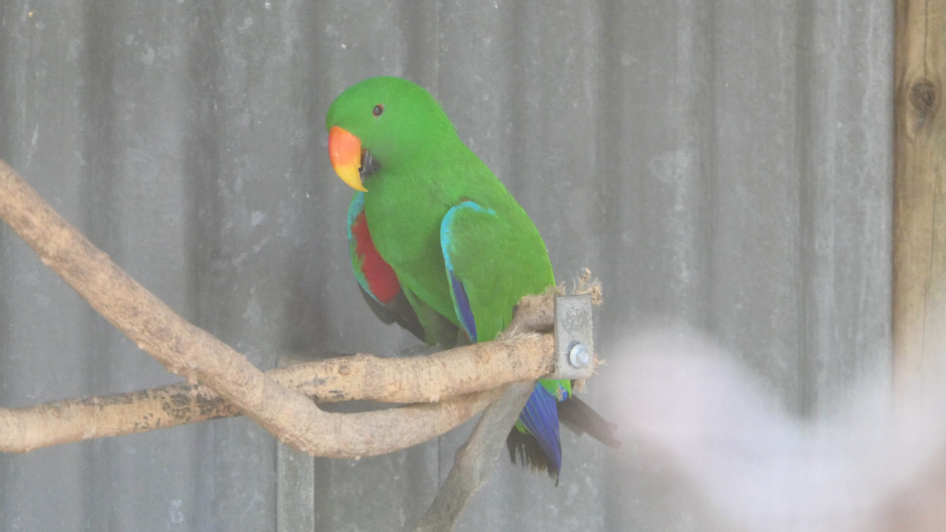 Billabong Sanctuary - Papuan Eclectus