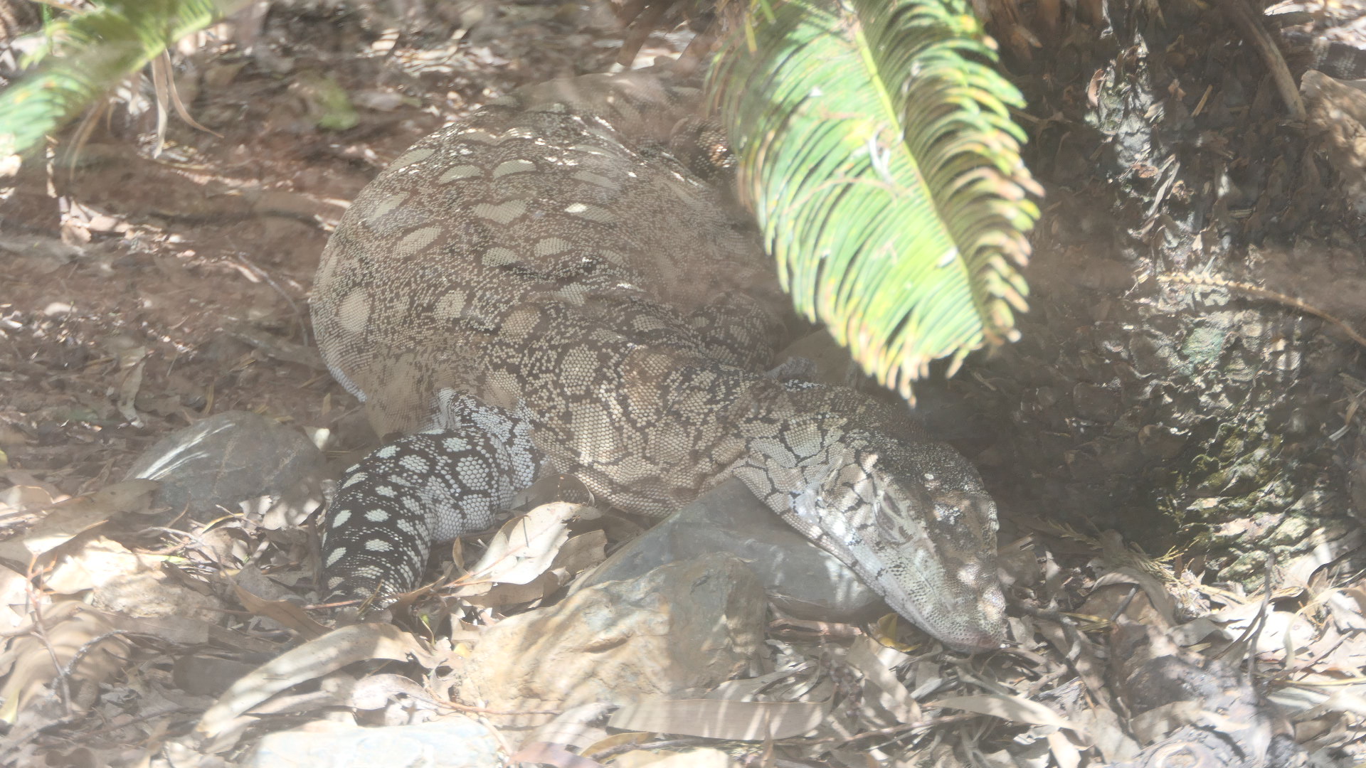 Billabong Sanctuary - Perentie