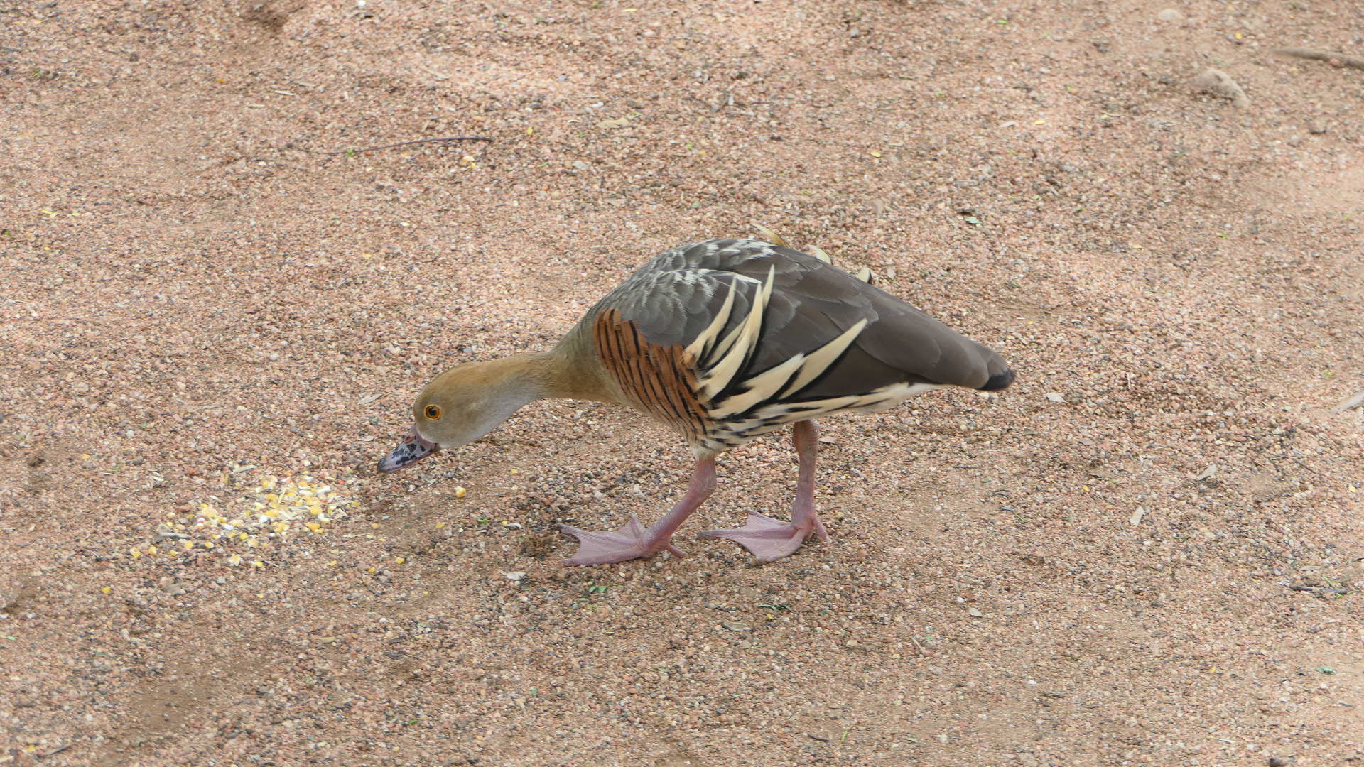 Billabong Sanctuary - Plumed Whistling-Duck, wild