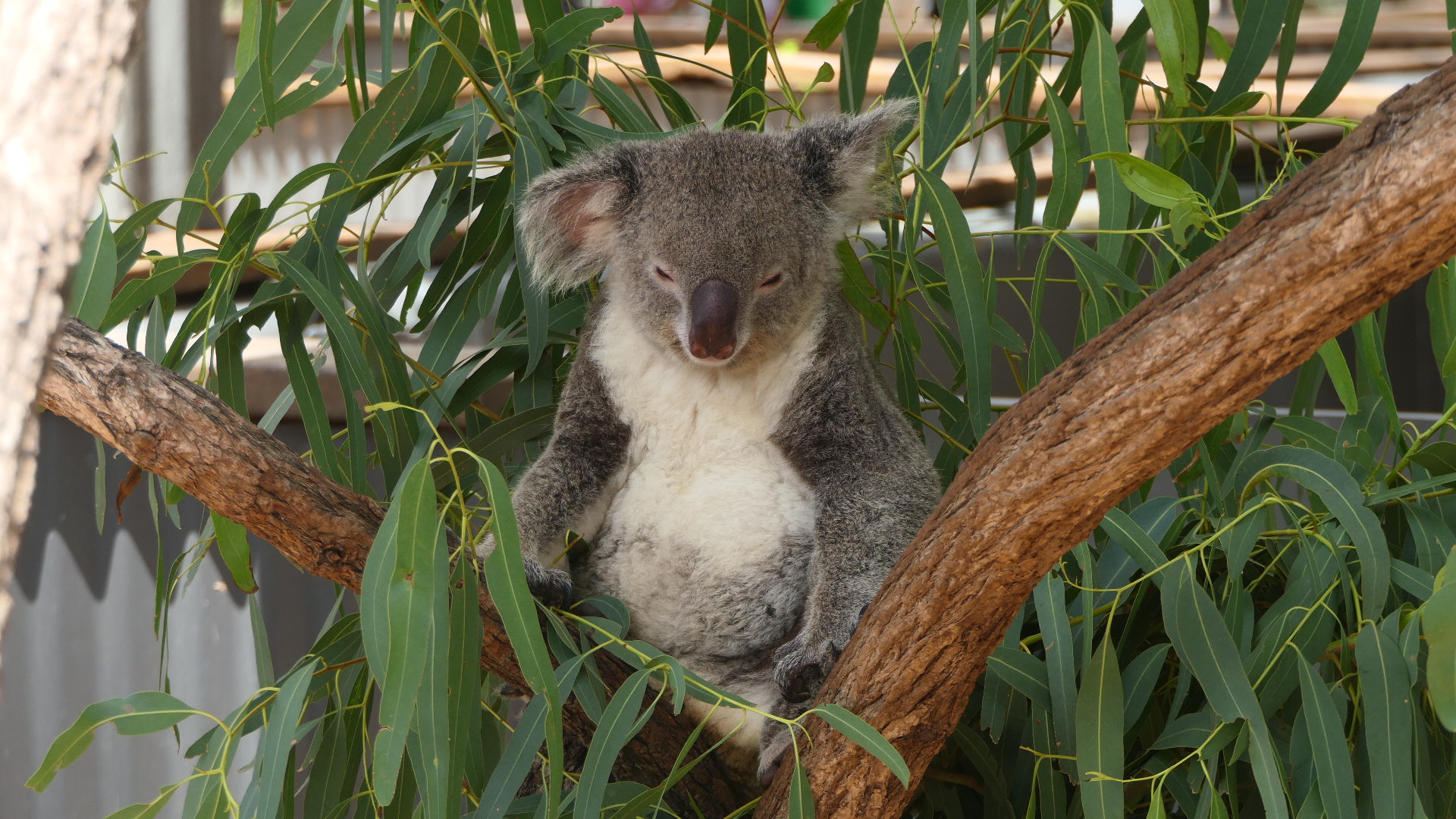 Billabong Sanctuary - Queensland Koala