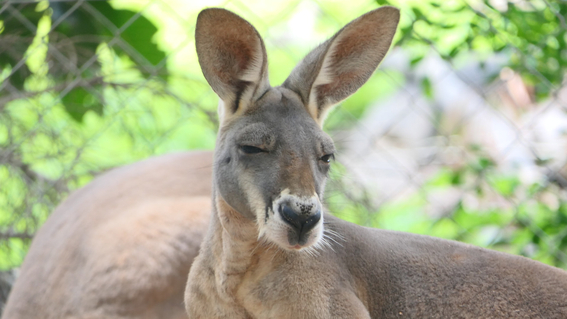 Billabong Sanctuary - Red Kangaroo