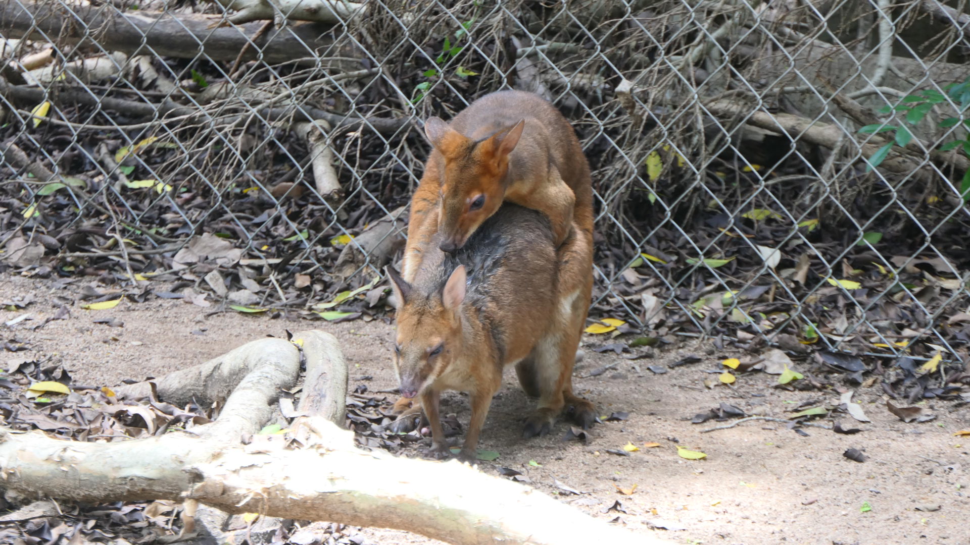 Billabong Sanctuary - Red-legged Pademelons mating