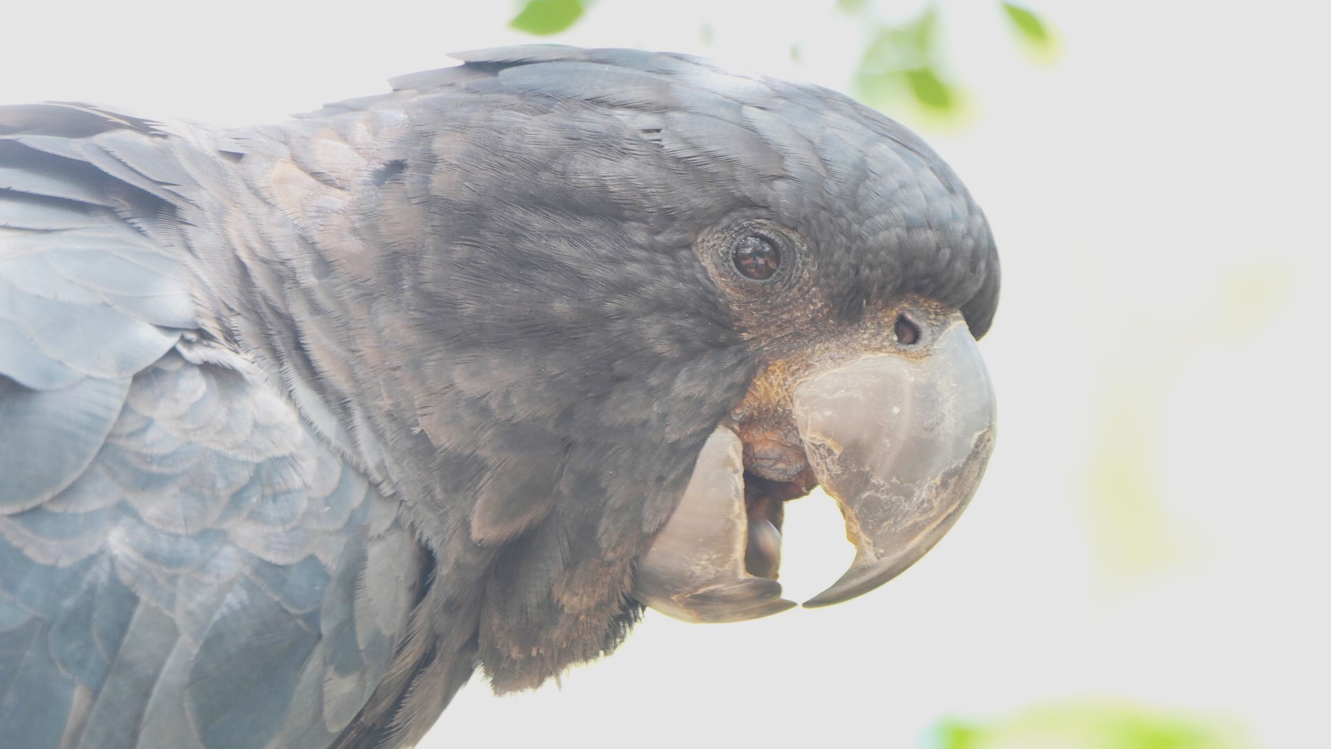 Billabong Sanctuary - Red-tailed Black-Cockatoo