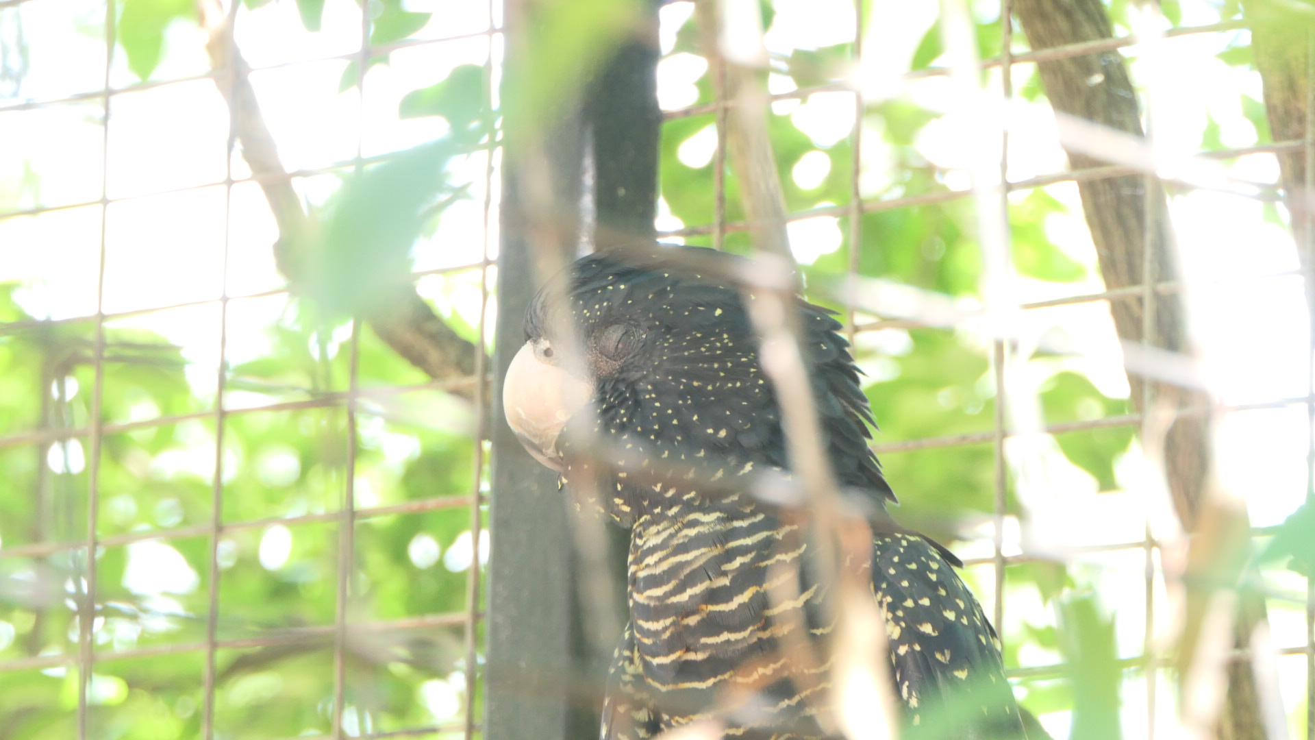 Billabong Sanctuary - Red-tailed Black Cockatoo