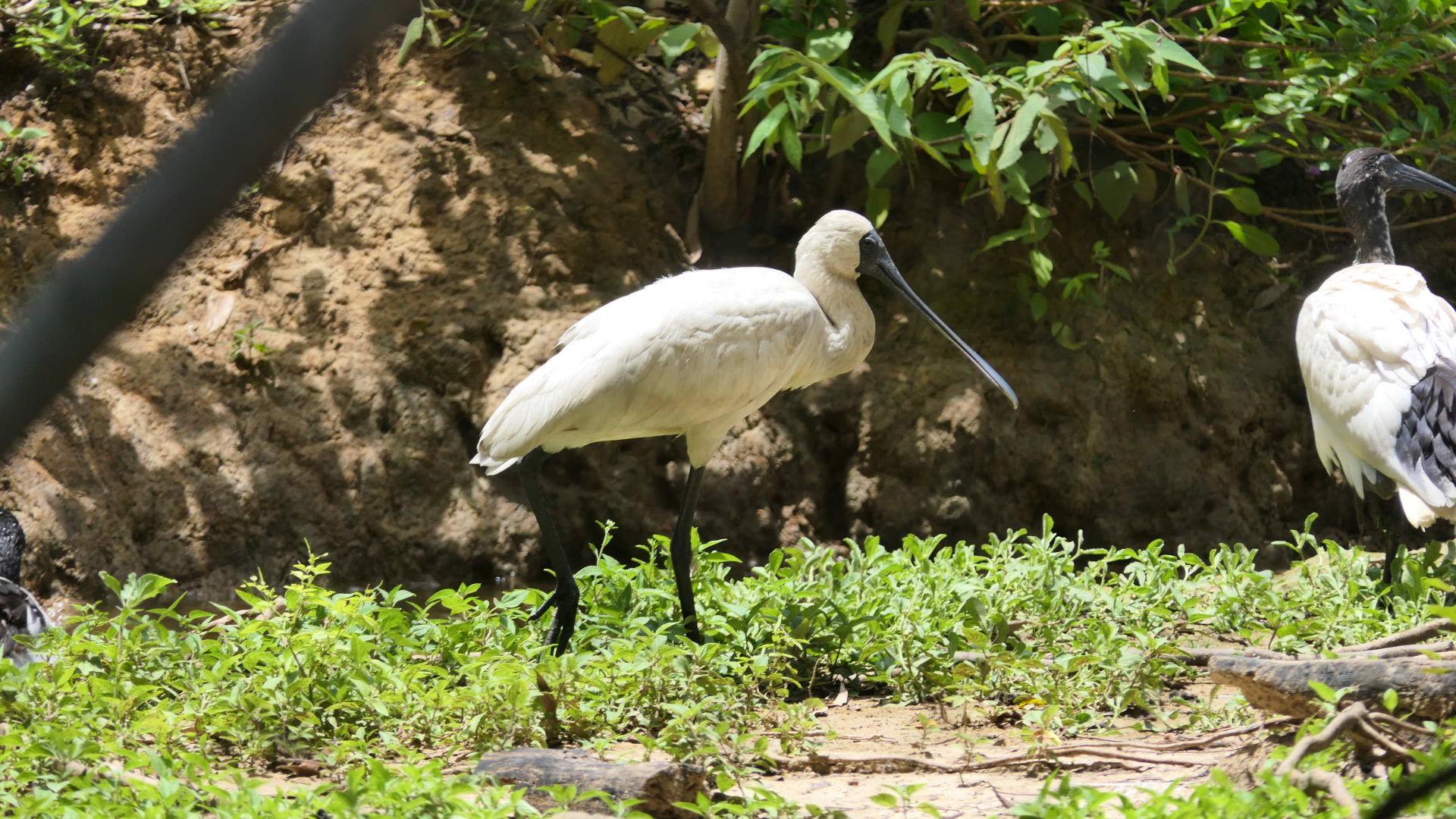 Billabong Sanctuary - Royal Spoonbill, wild