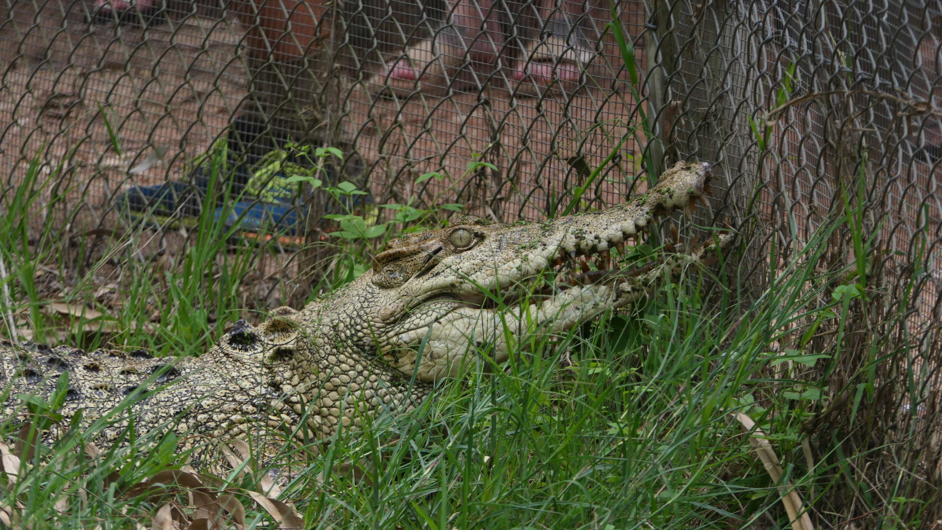 Billabong Sanctuary - Saltwater Crocodile