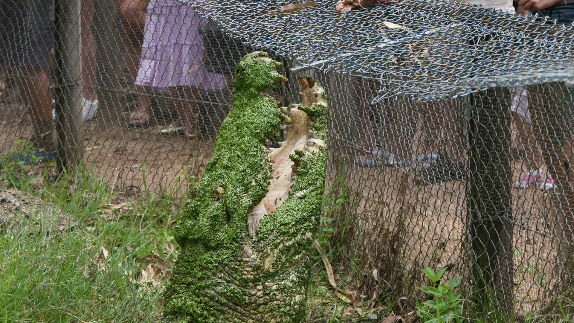 Billabong Sanctuary - Saltwater Crocodile