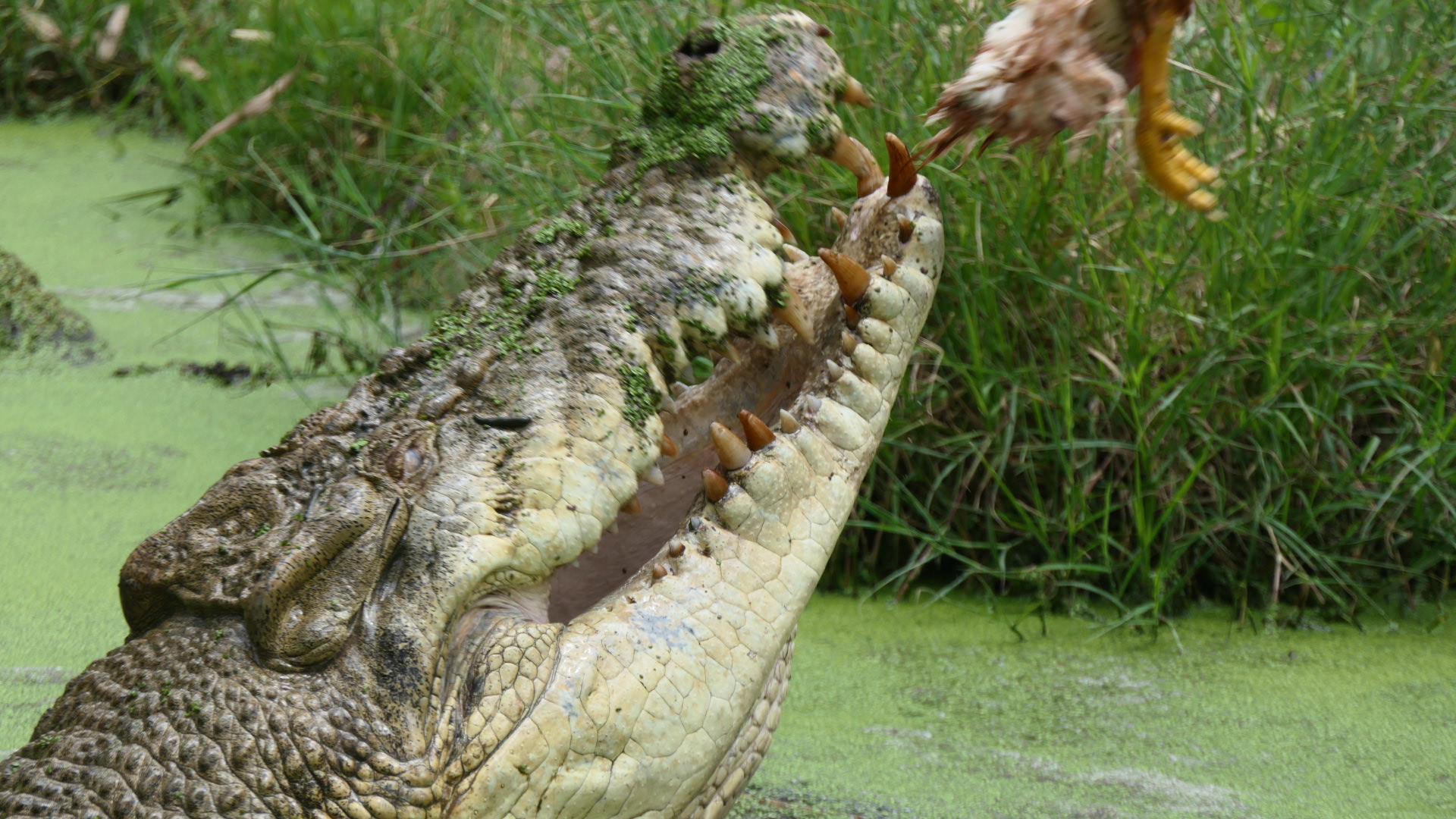 Billabong Sanctuary - Saltwater Crocodile