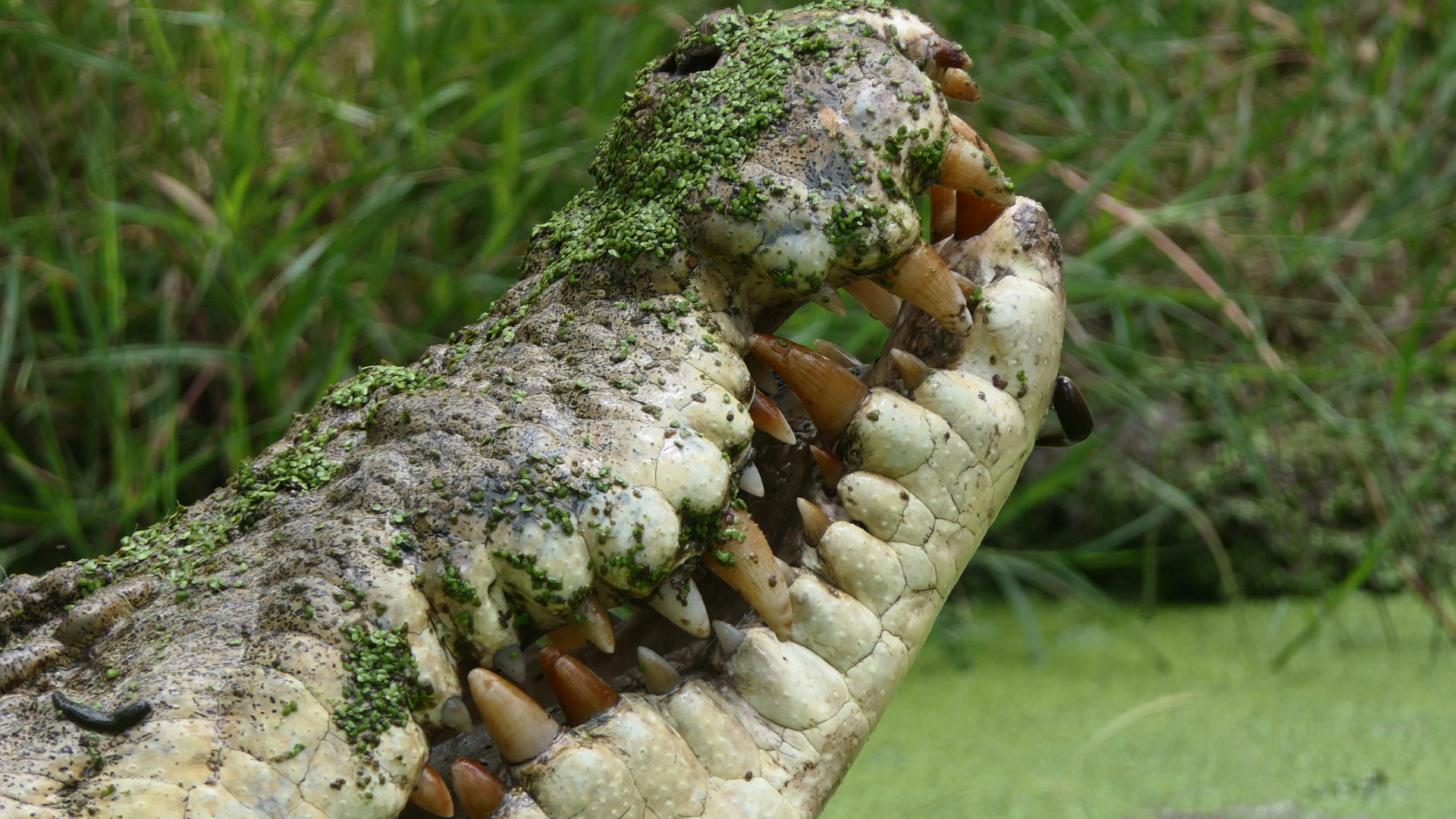Billabong Sanctuary - Saltwater Crocodile