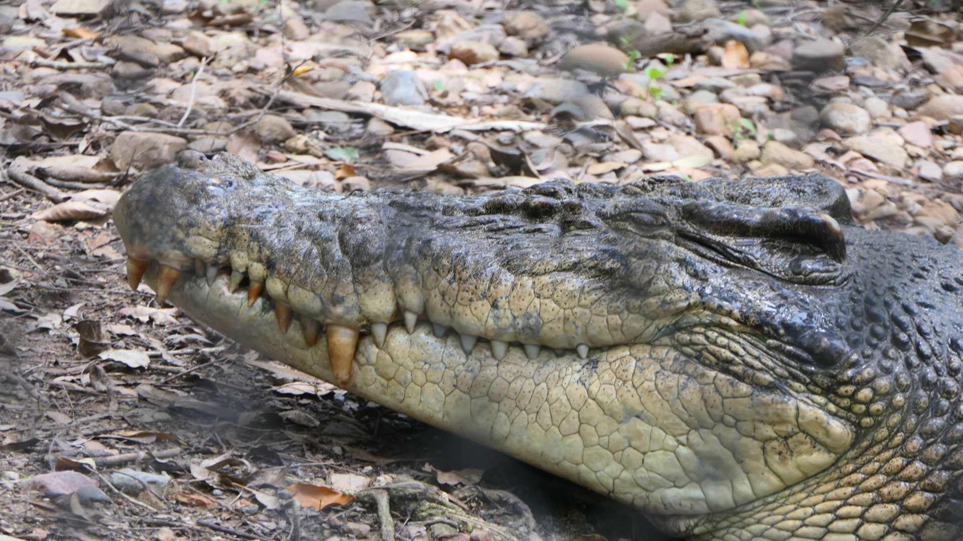 Billabong Sanctuary - Saltwater Crocodile