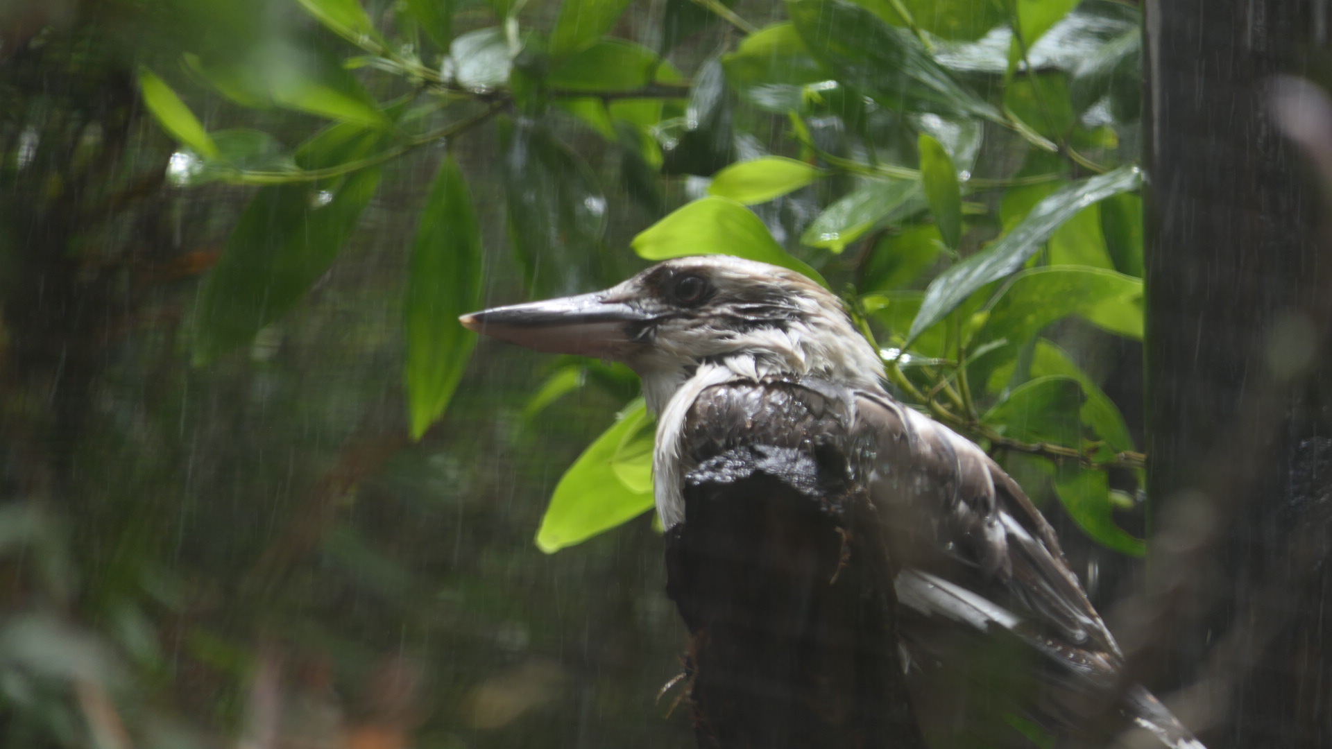 Billabong Sanctuary - soggy Laughing Kookaburra under water sprinkler