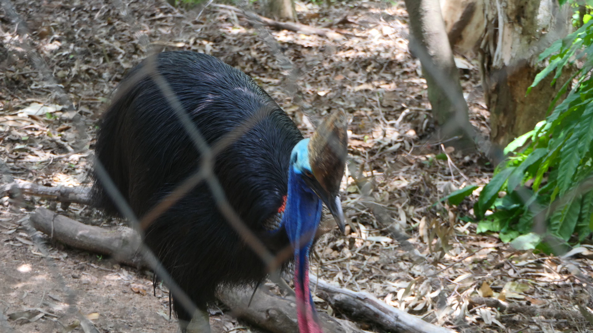 Billabong Sanctuary - Southern Cassowary