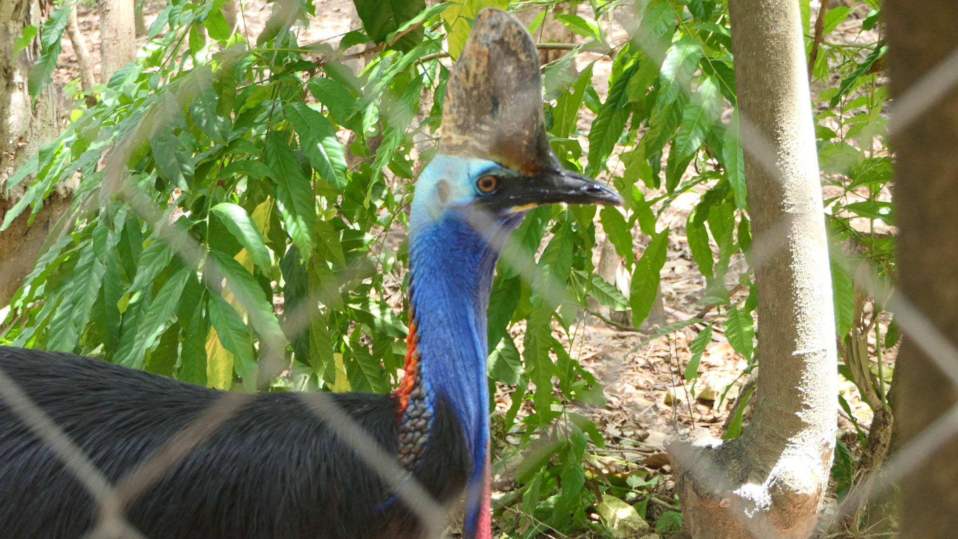Billabong Sanctuary - Southern Cassowary
