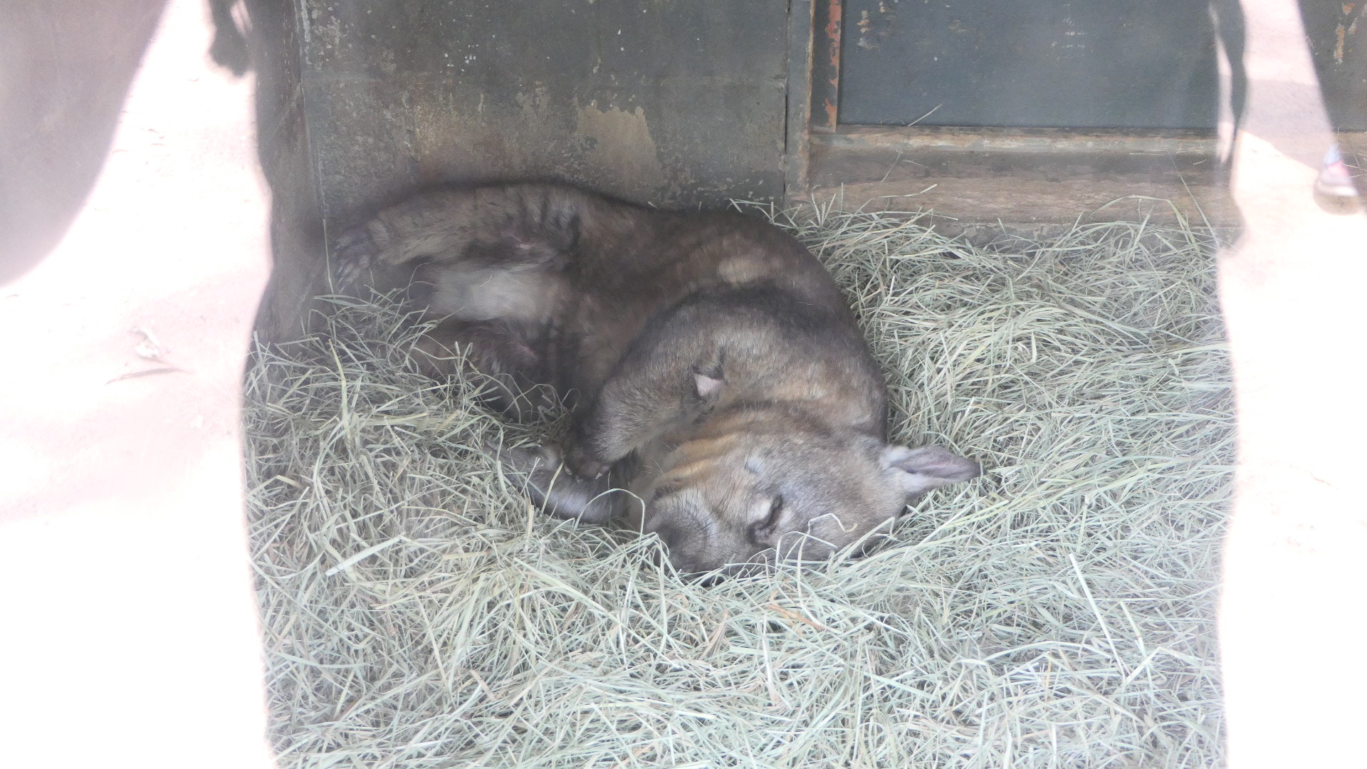 Billabong Sanctuary - Southern Hairy-nosed Wombat