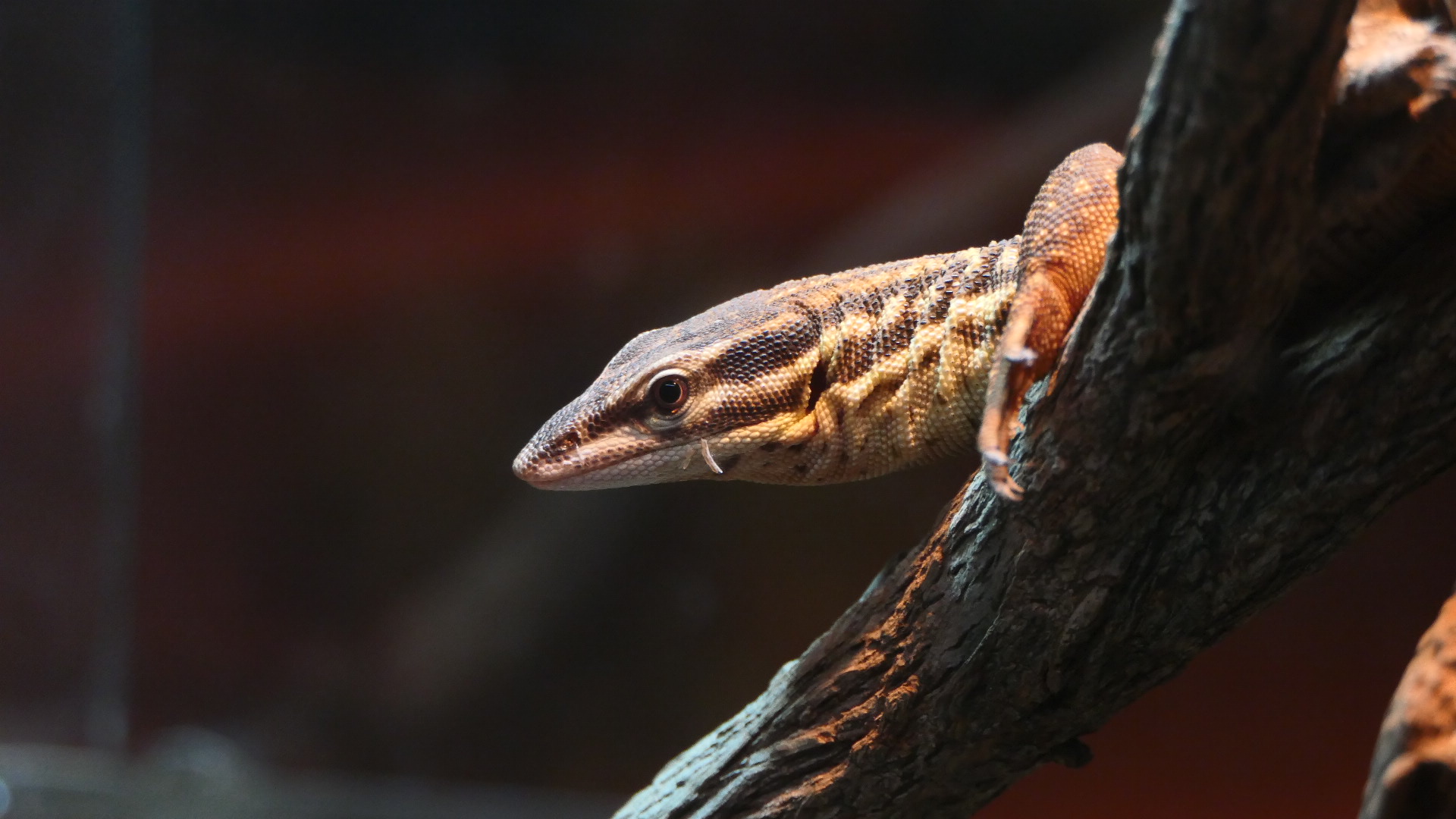 Billabong Sanctuary - Spiny-tailed Monitor