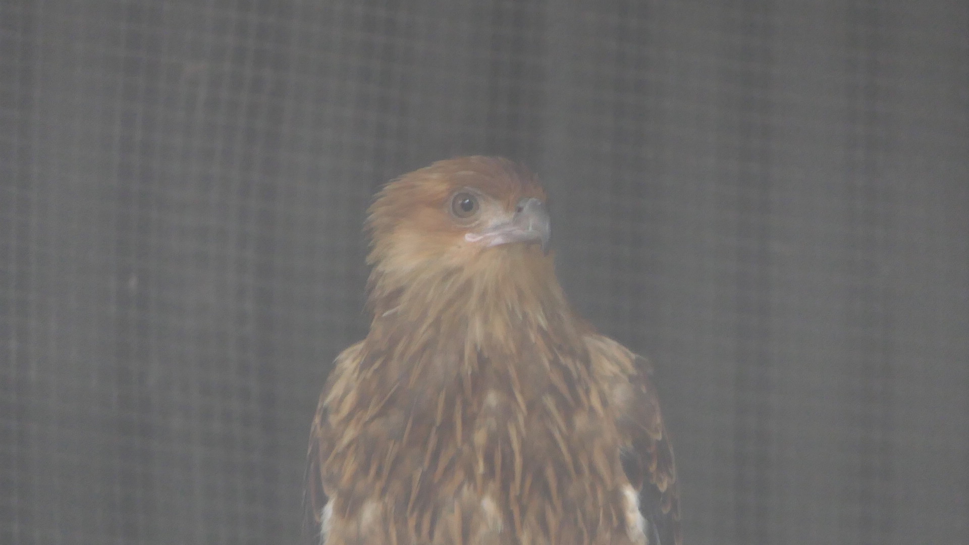 Billabong Sanctuary - Whistling Kite