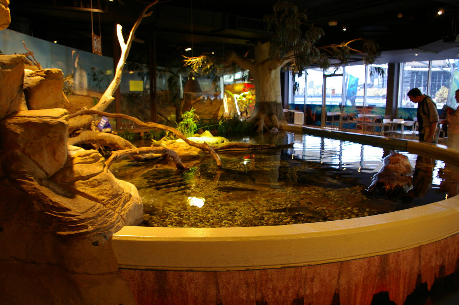 billabong tank, Melbourne Aquarium
