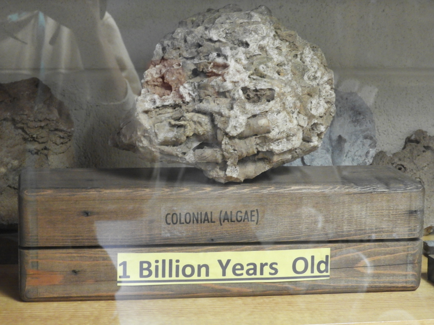 Billion Year Old Algae