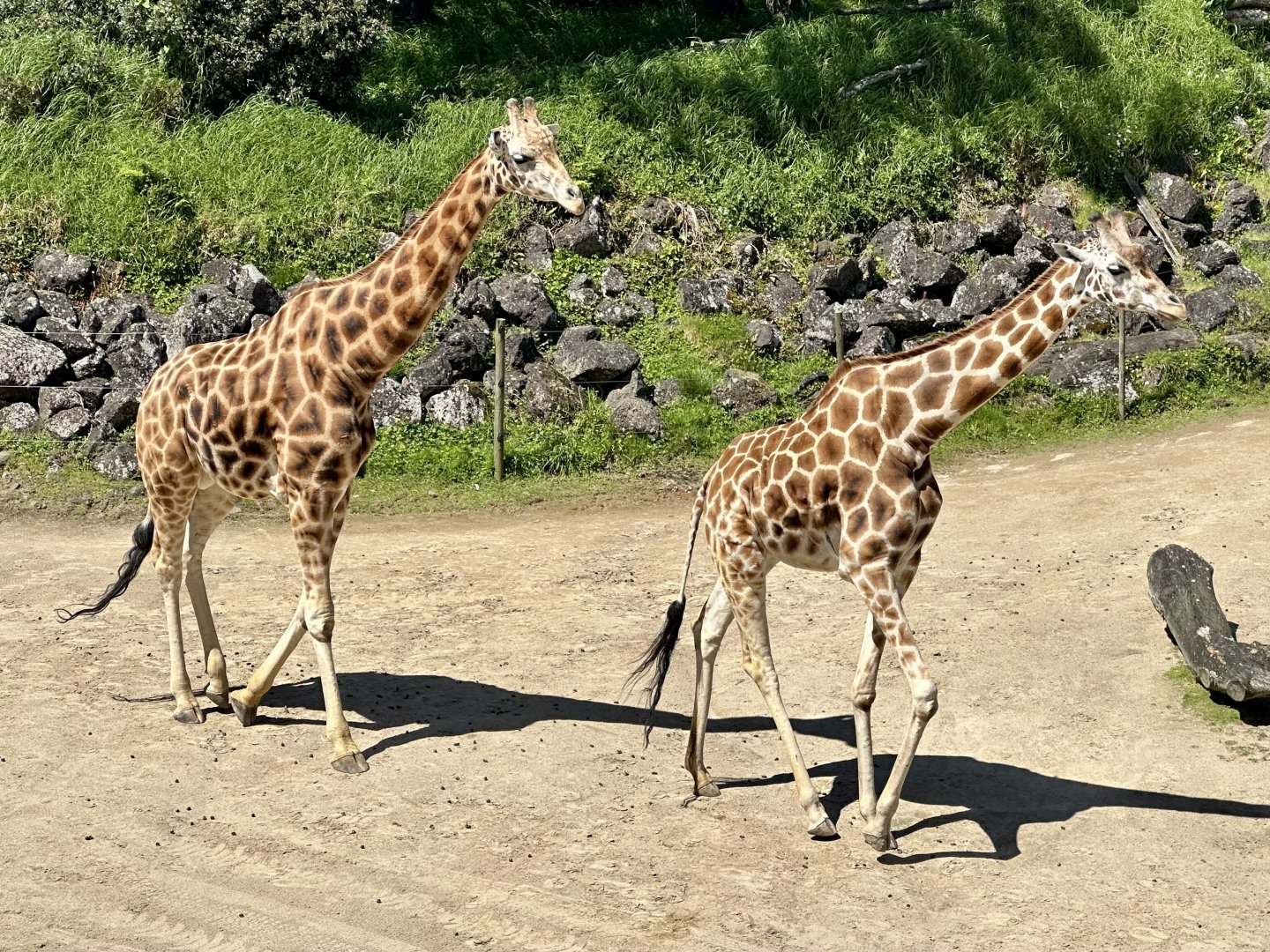 Billy and Kabili (Giraffe)