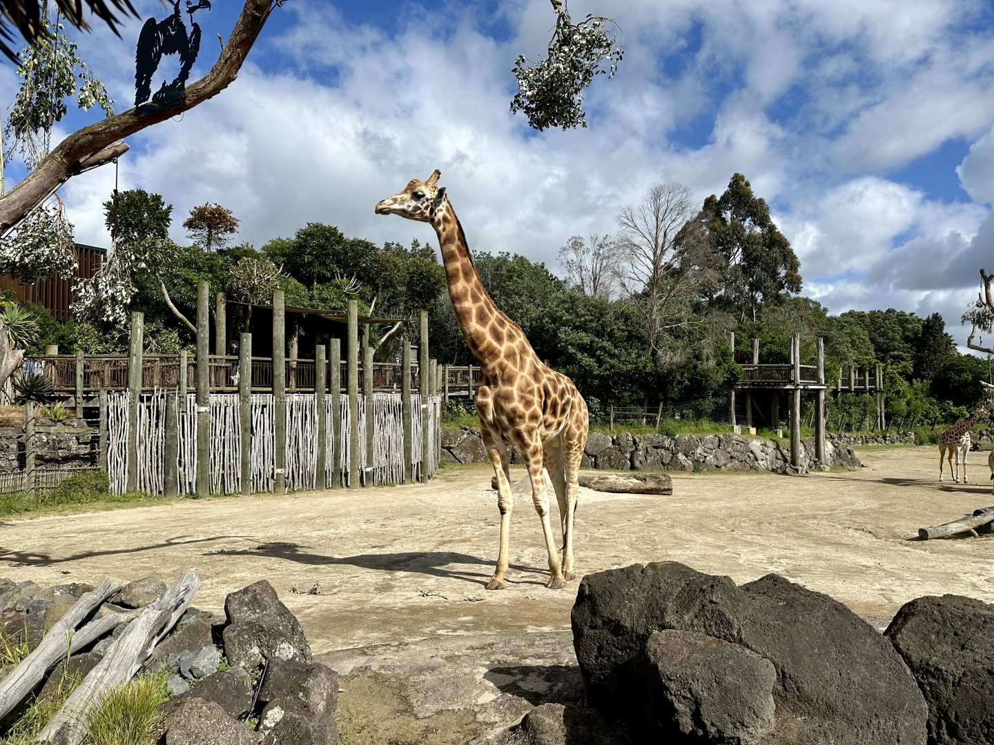 Billy (Bull Giraffe)