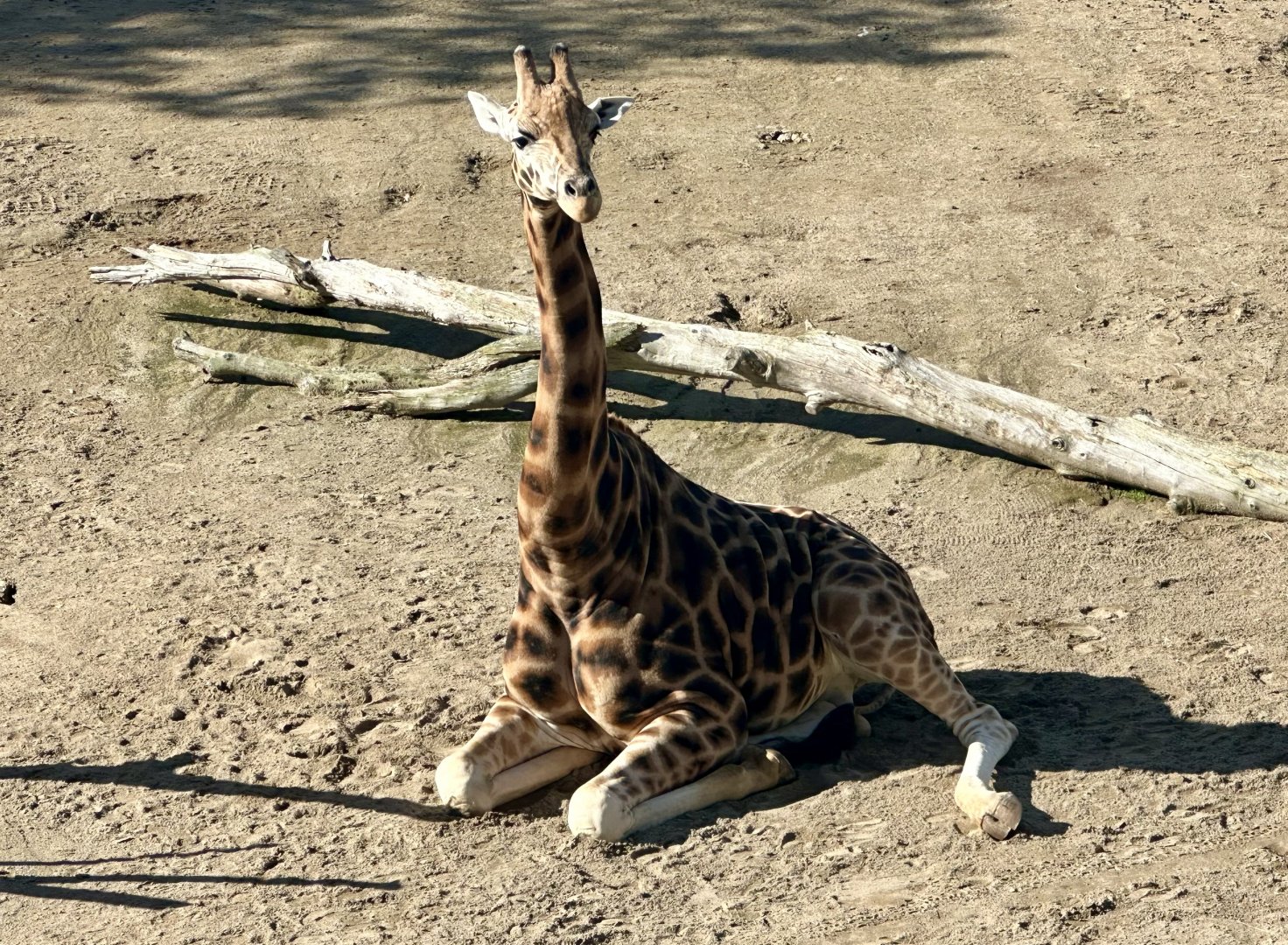 Billy (Bull Giraffe)