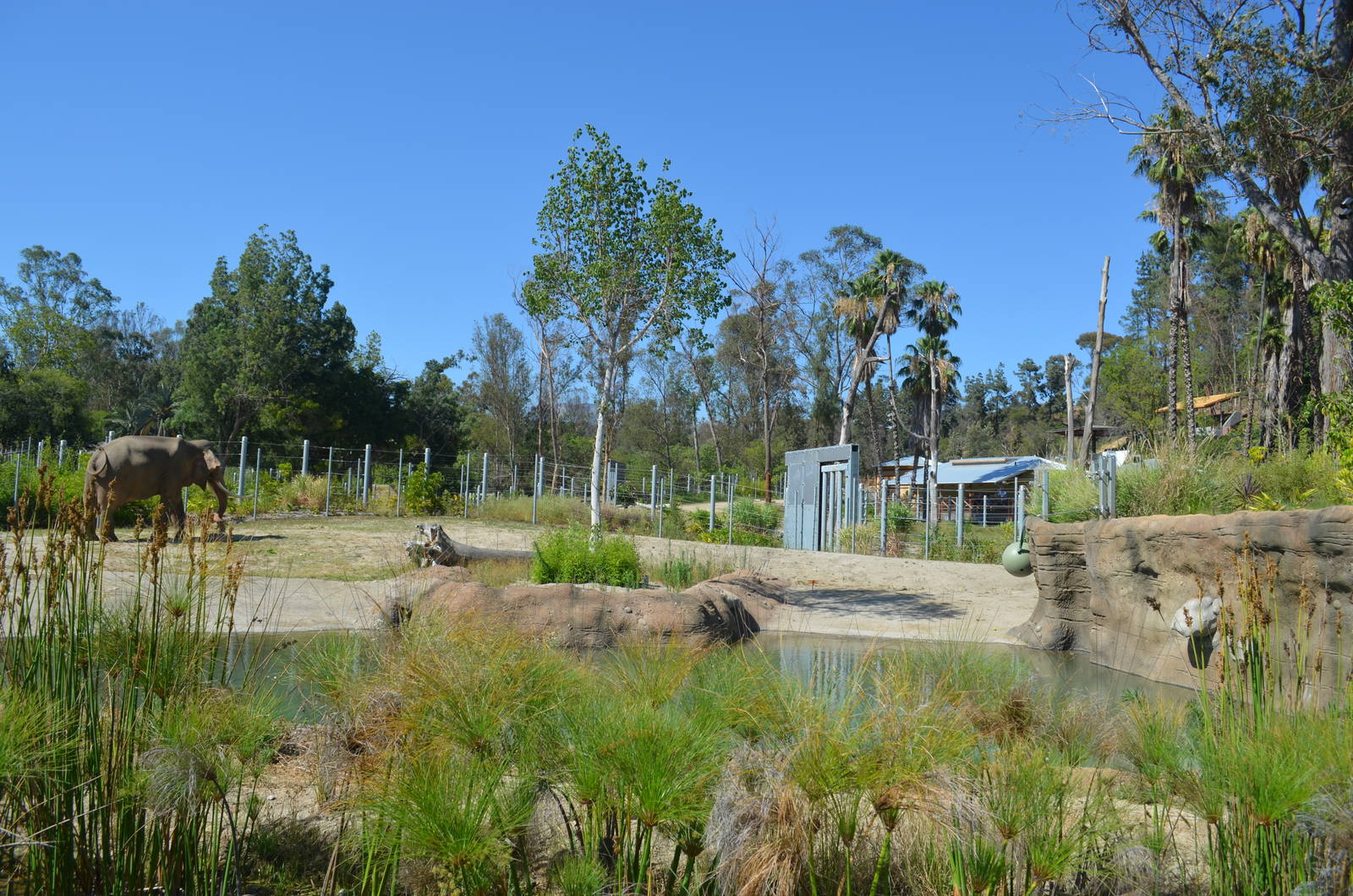 Billy - Deep Water Pool Yard