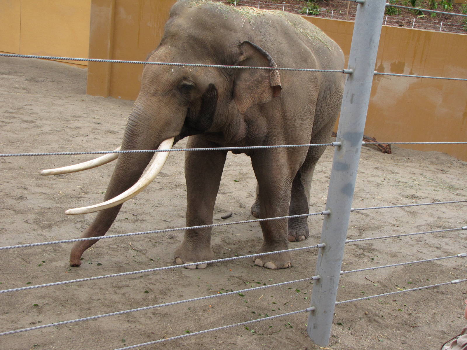 Billy - Elephants of Asia - December 17, 2010