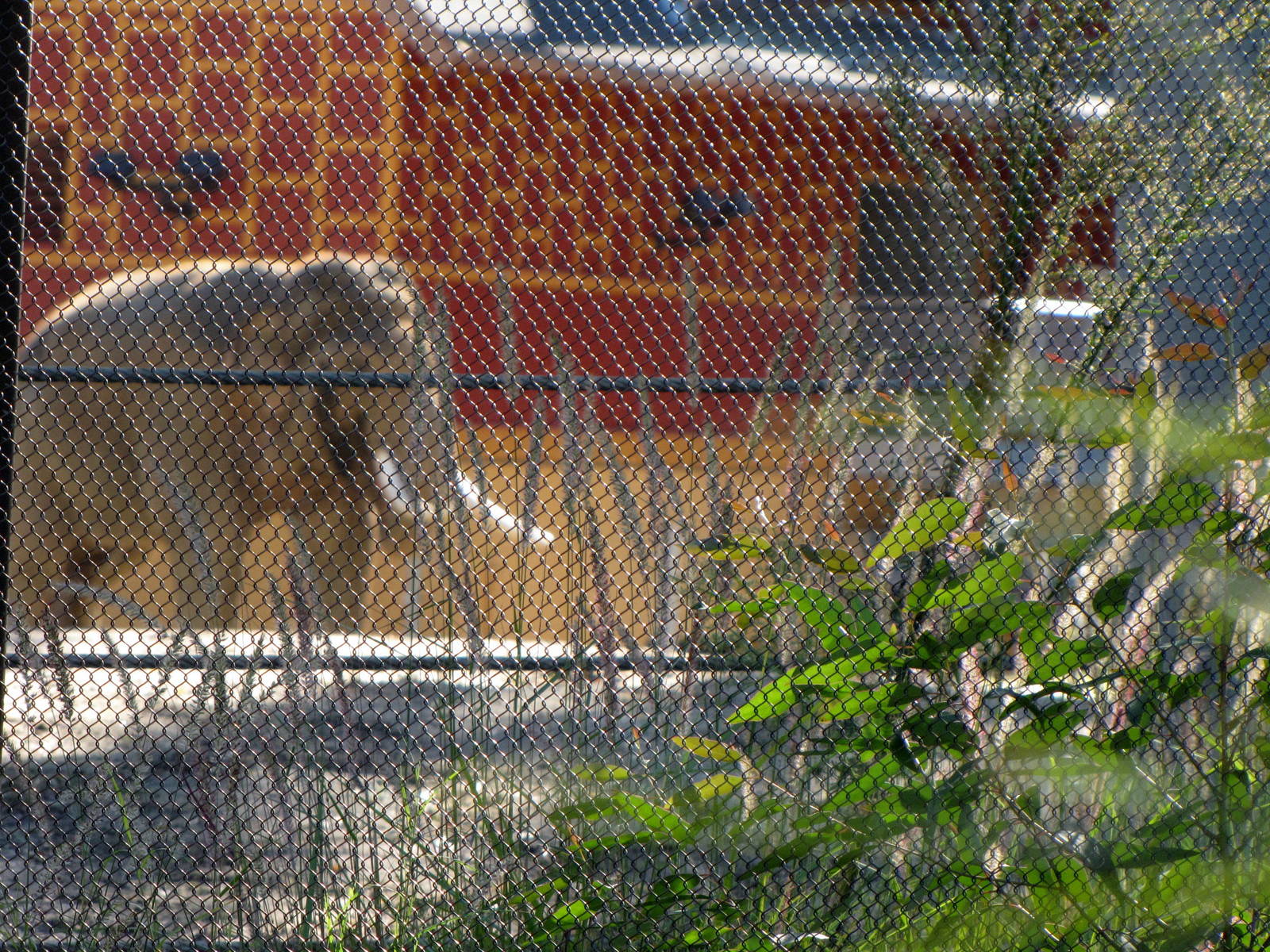 Billy - Elephants of Asia - November 26, 2010