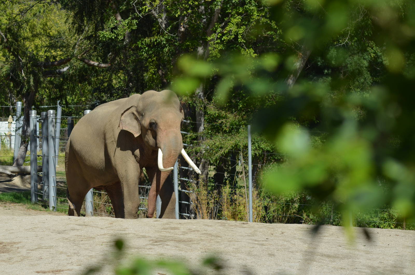Billy - Elephants of Asia - October 7, 2011