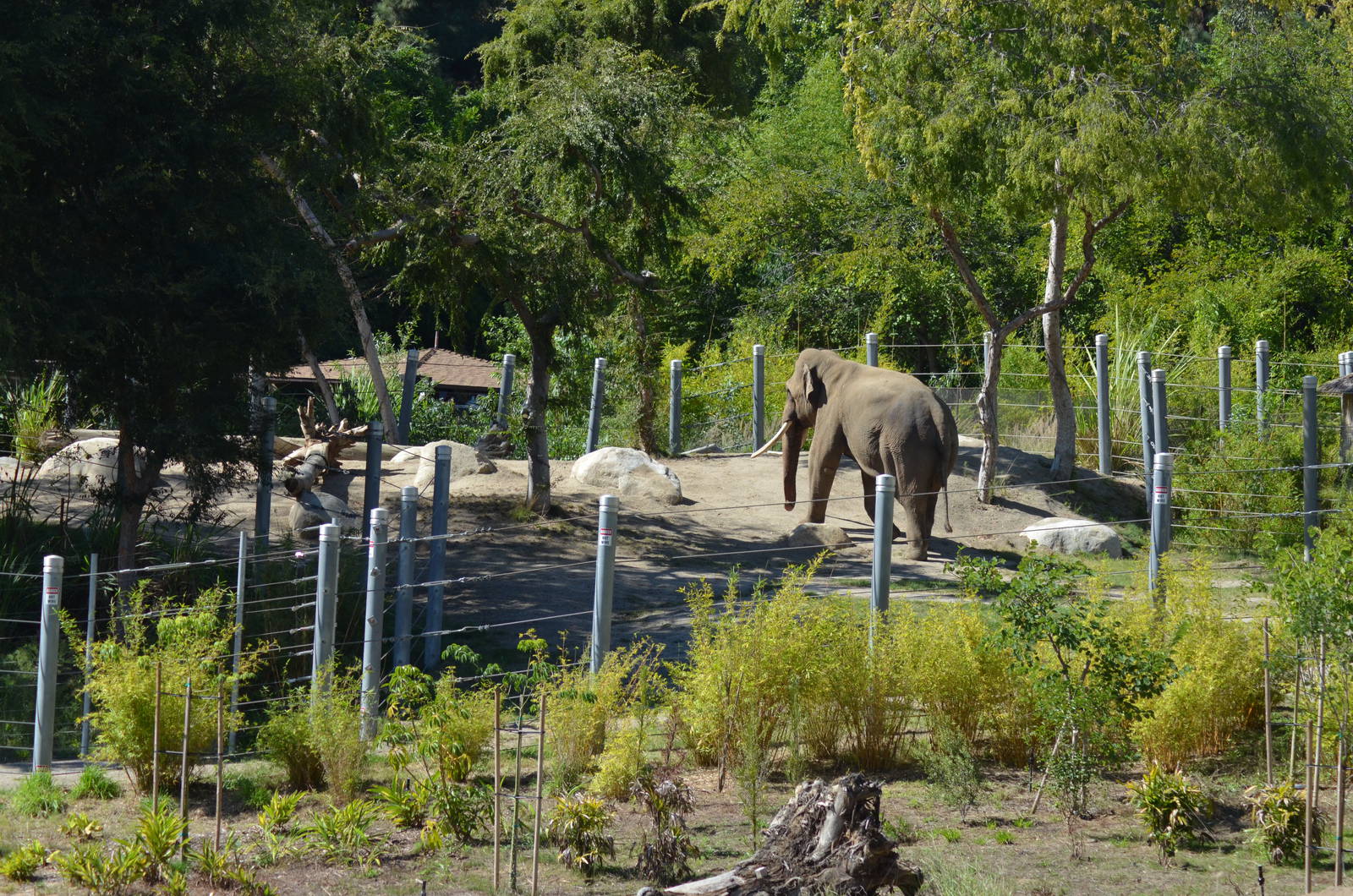 Billy - Elephants of Asia - October 7, 2011