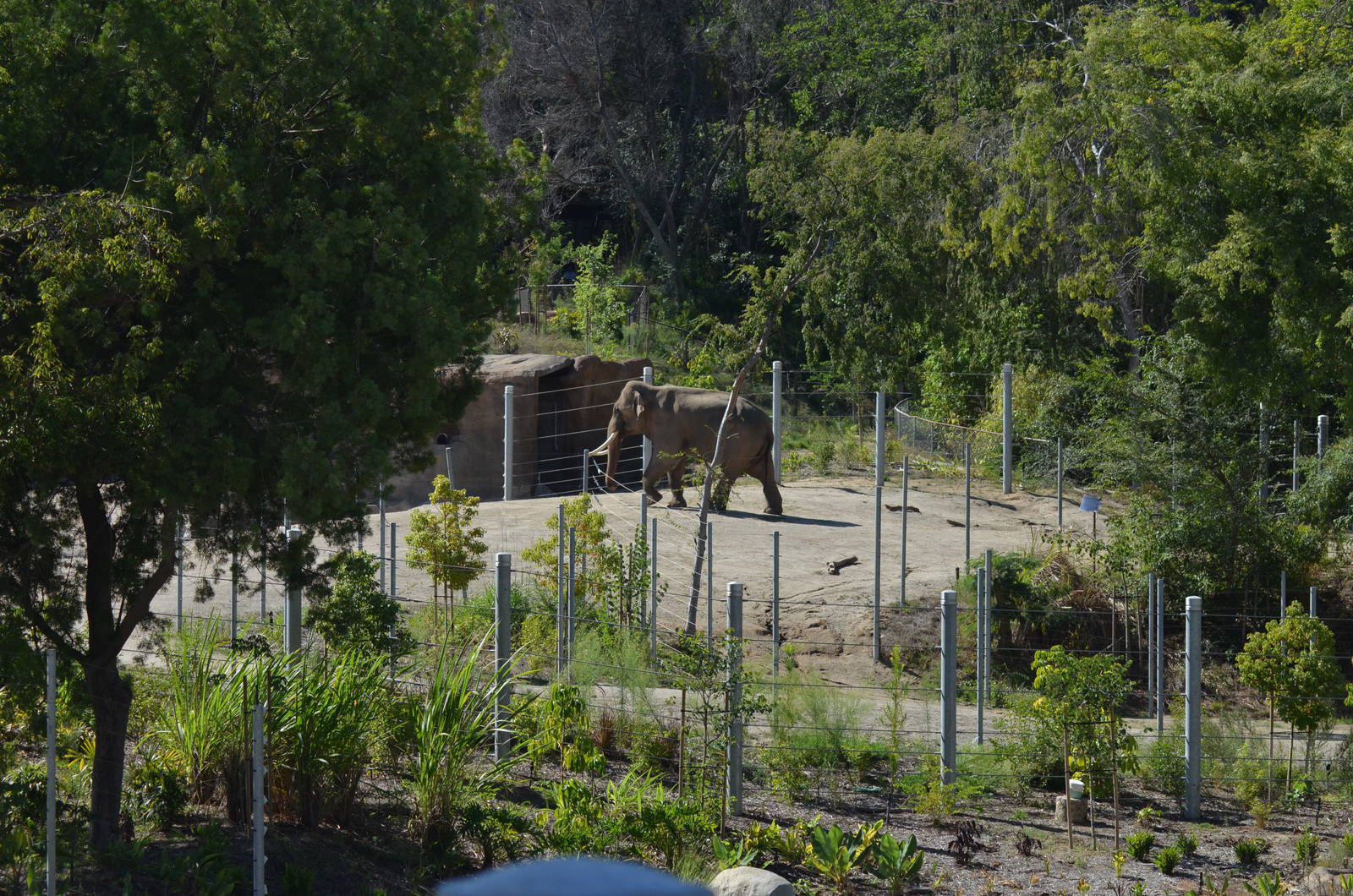 Billy - Elephants of Asia - October 7, 2011