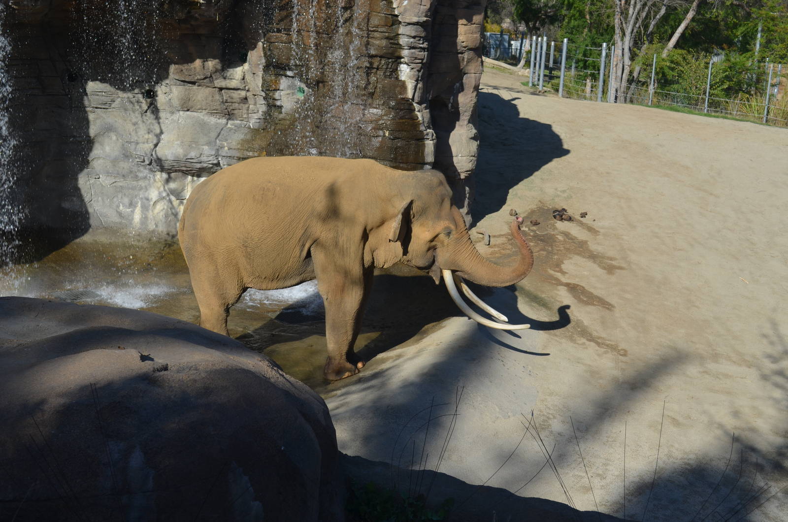 Billy - Elephants of Asia