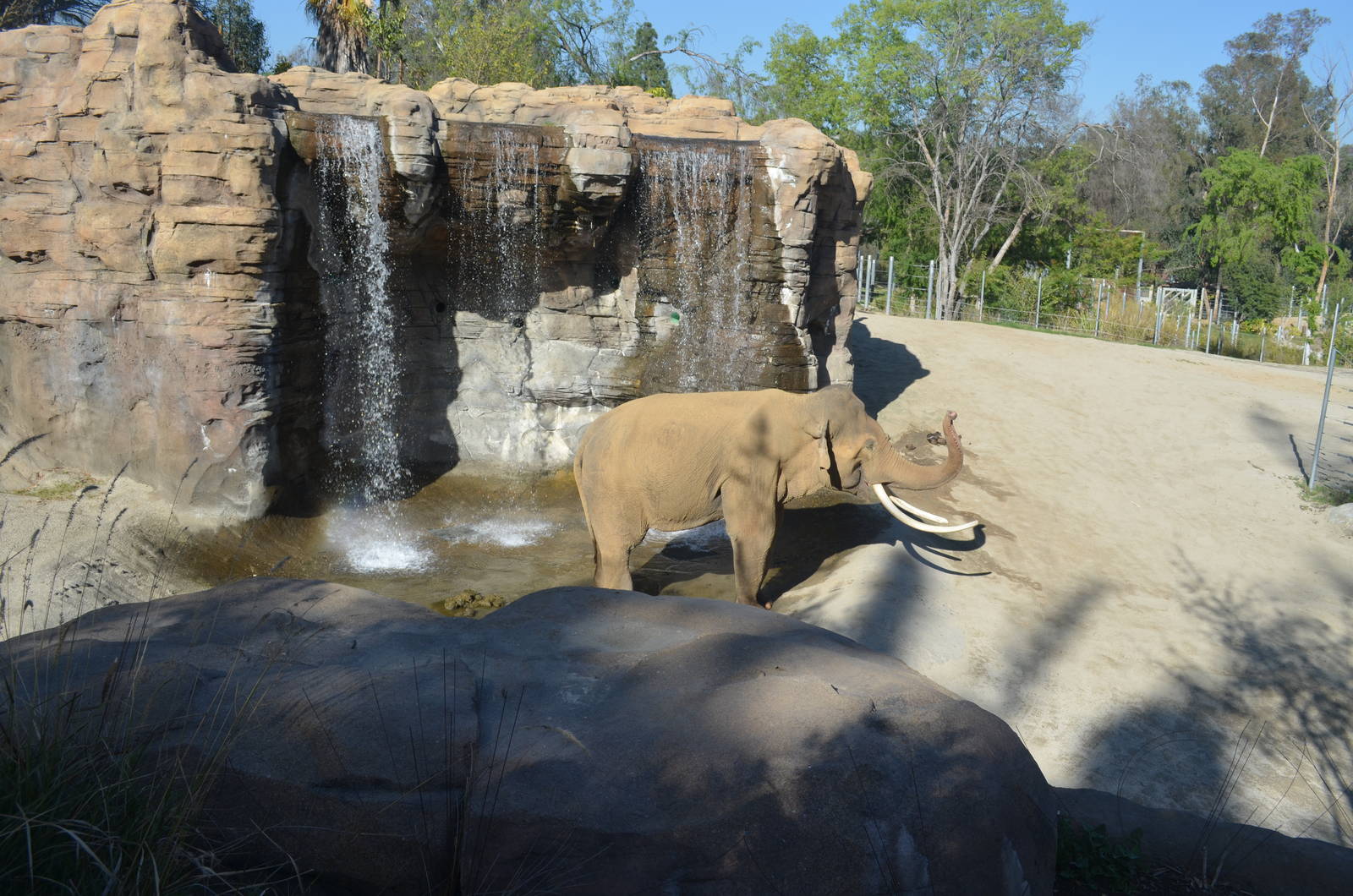 Billy - Elephants of Asia