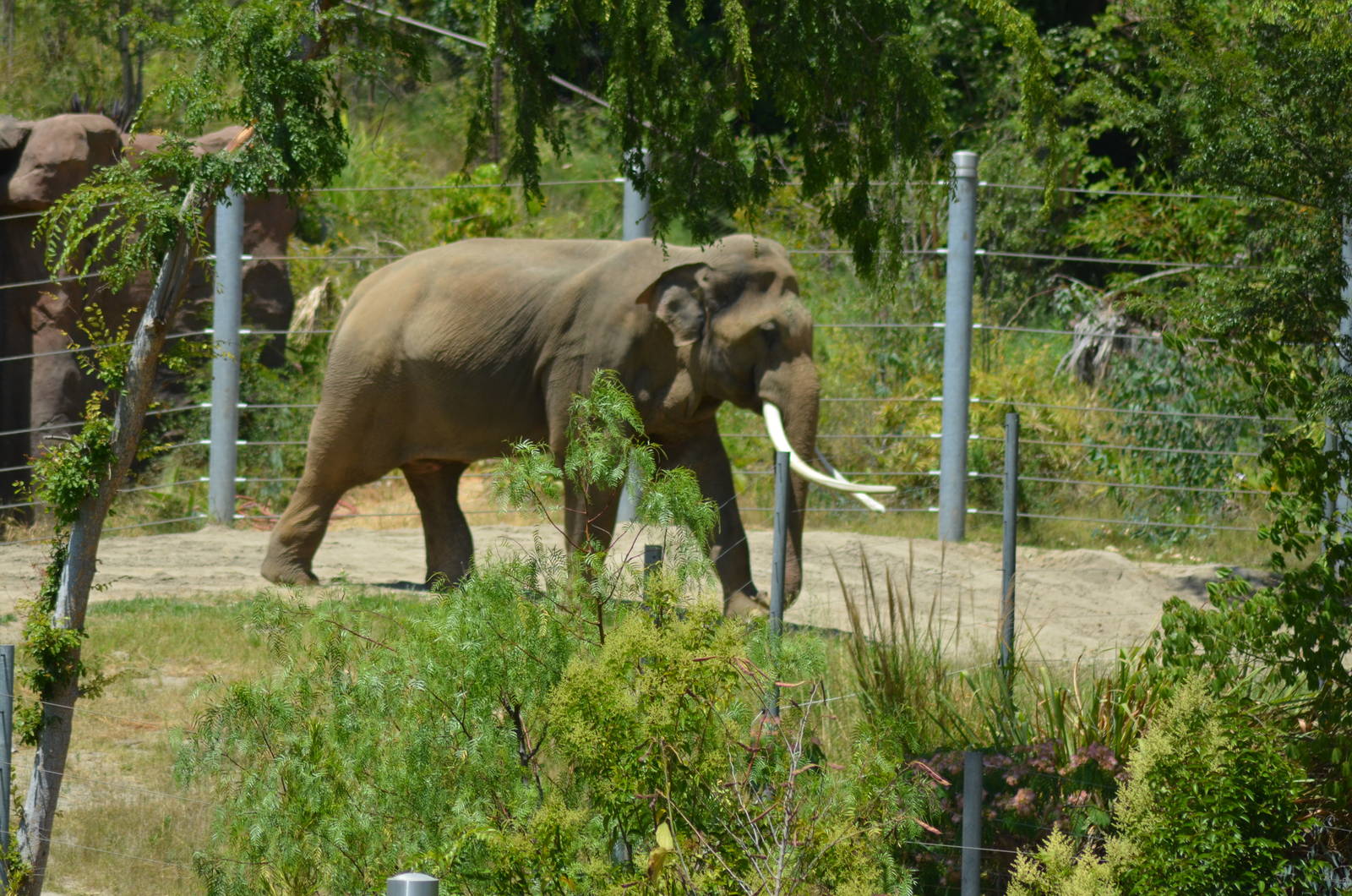 Billy - Elephants of Asia