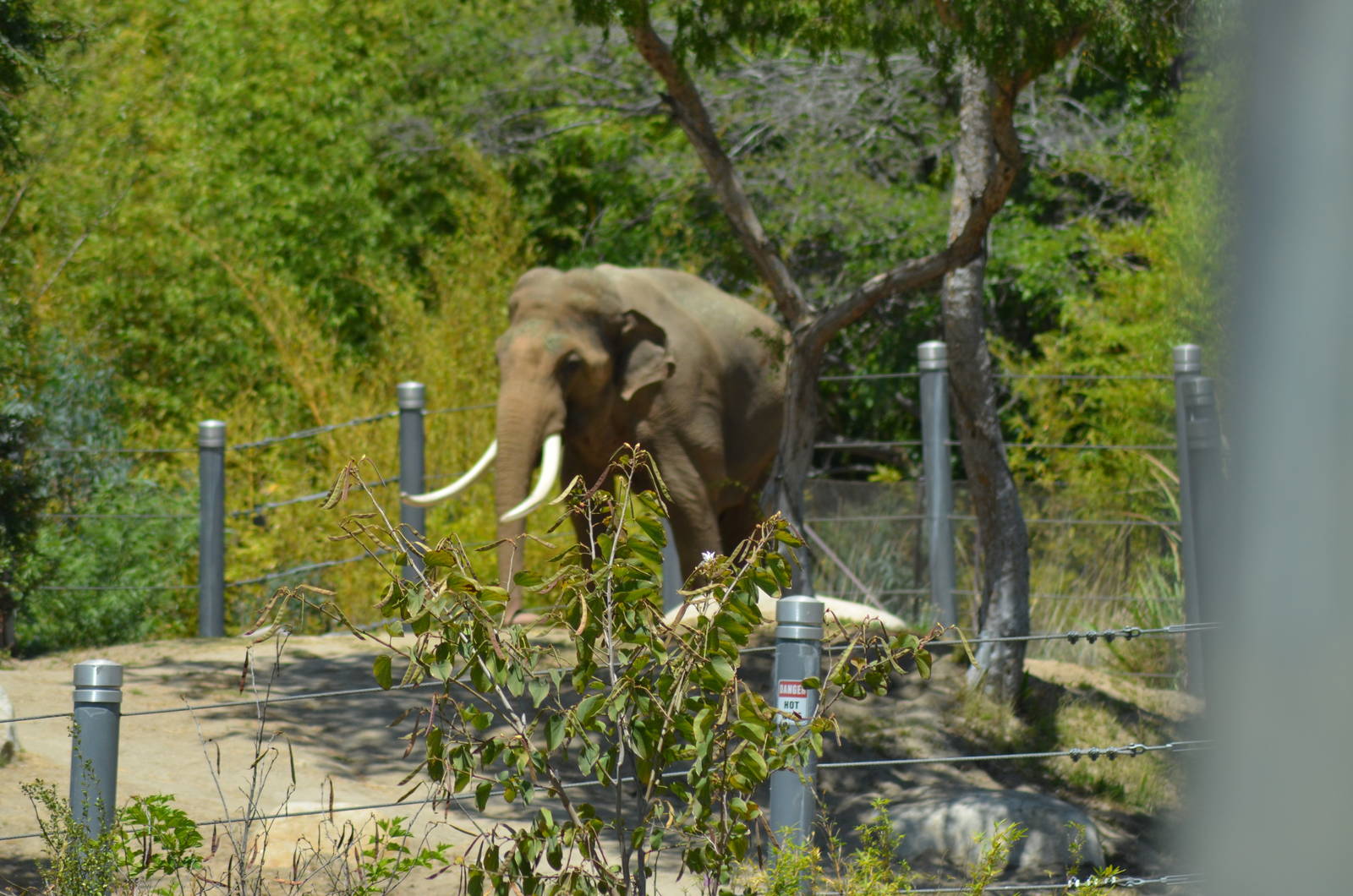 Billy - Elephants of Asia