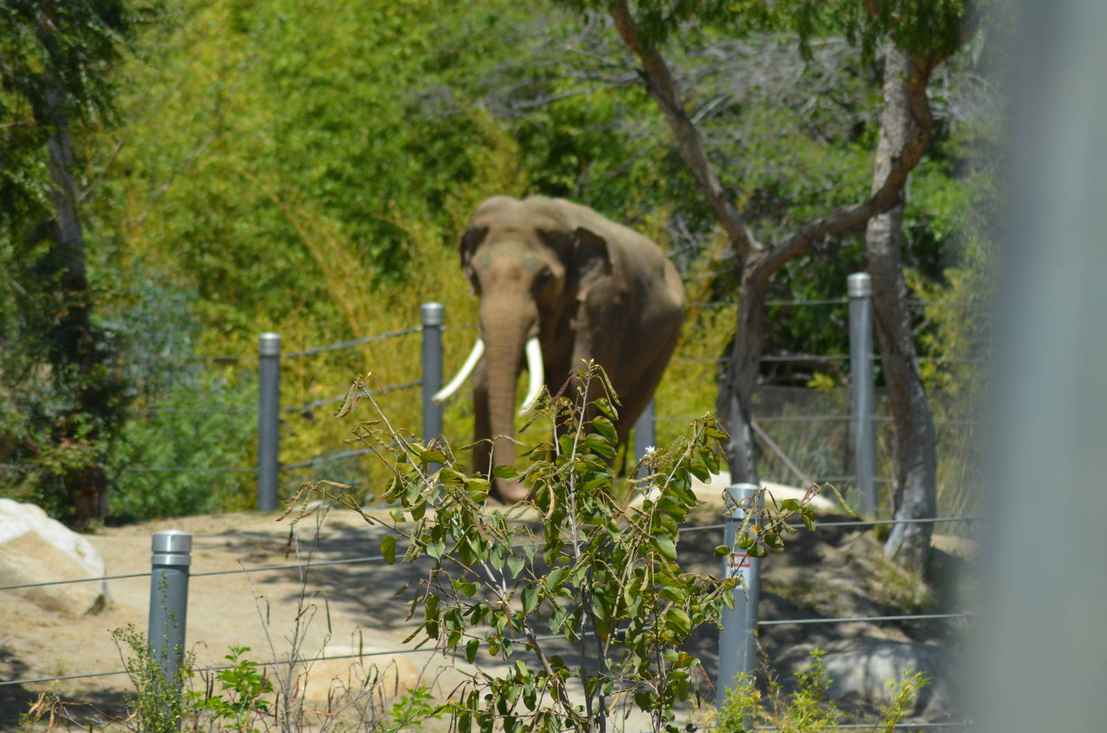 Billy - Elephants of Asia