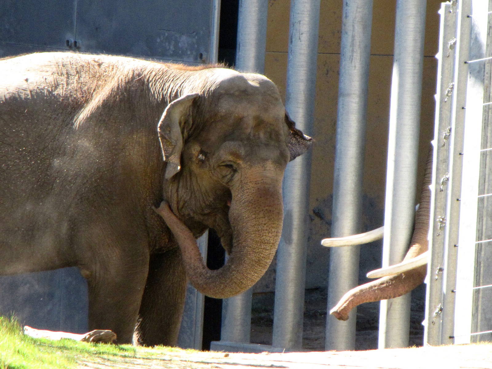Billy Greeting With Trunk and Tusks
