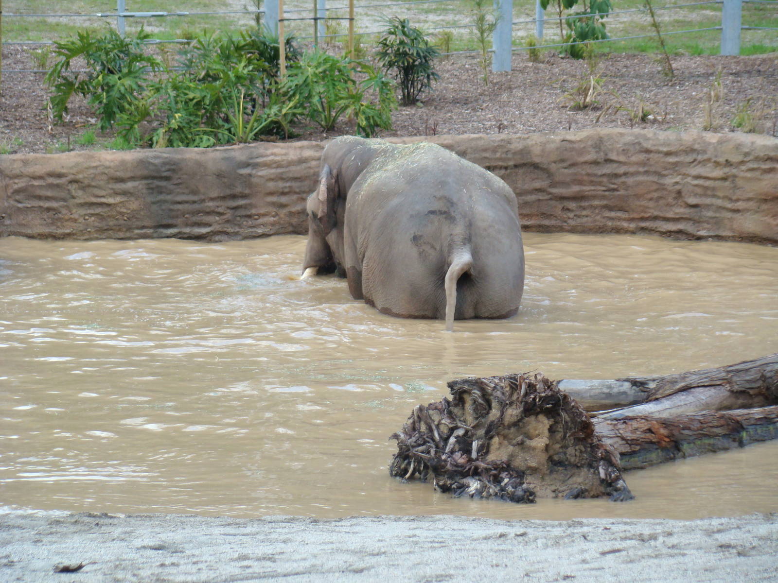 Billy in pool