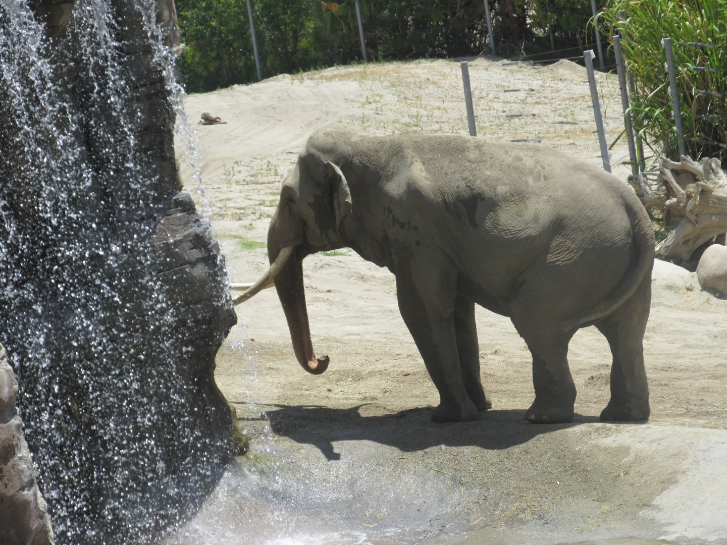 Billy male asian elephant