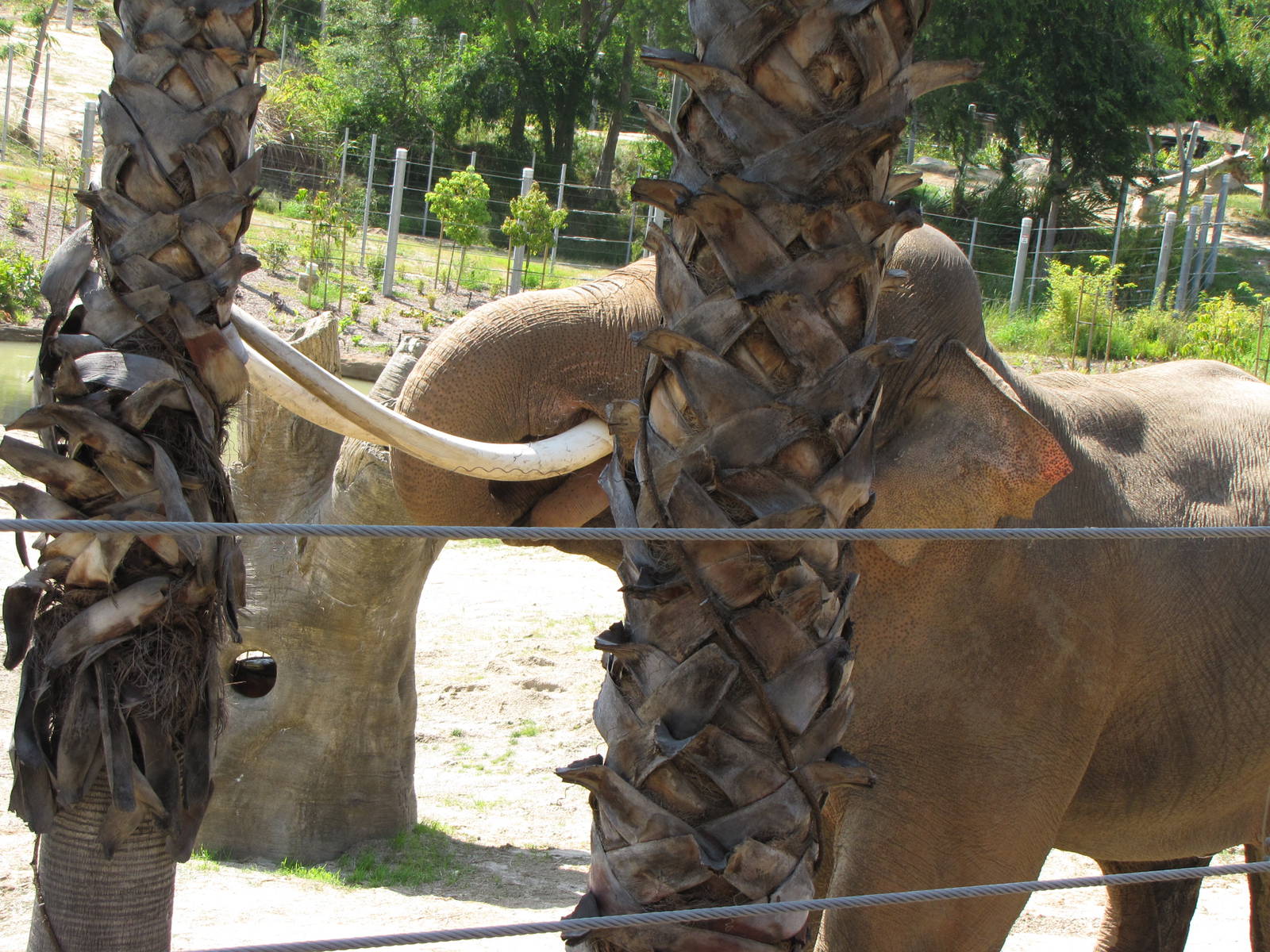 Billy Sparring With Palm Before Breaking Tusk